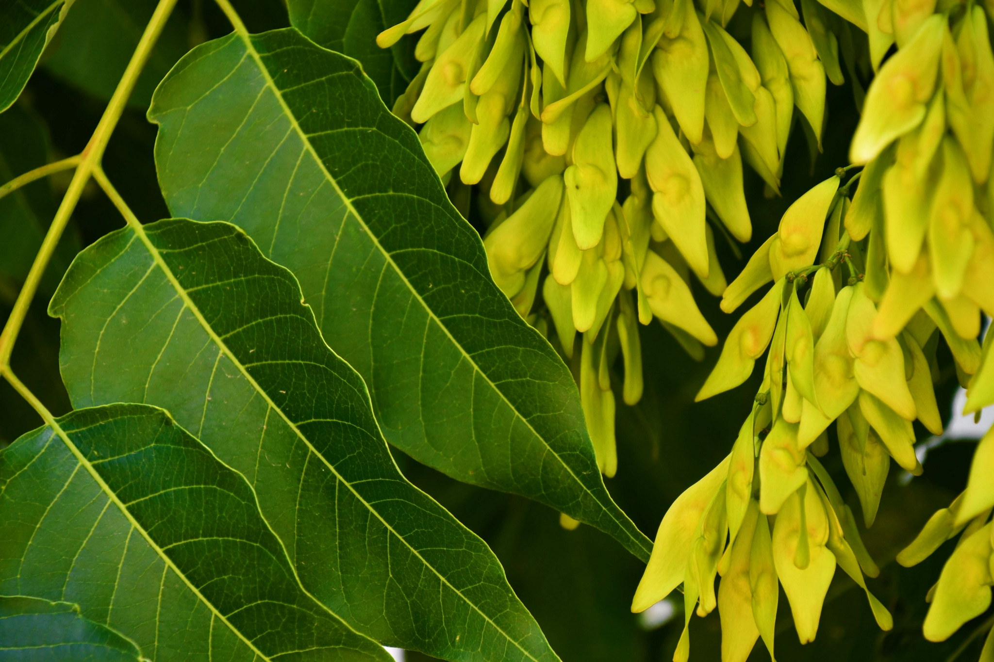 白蜡树叶原创拍摄