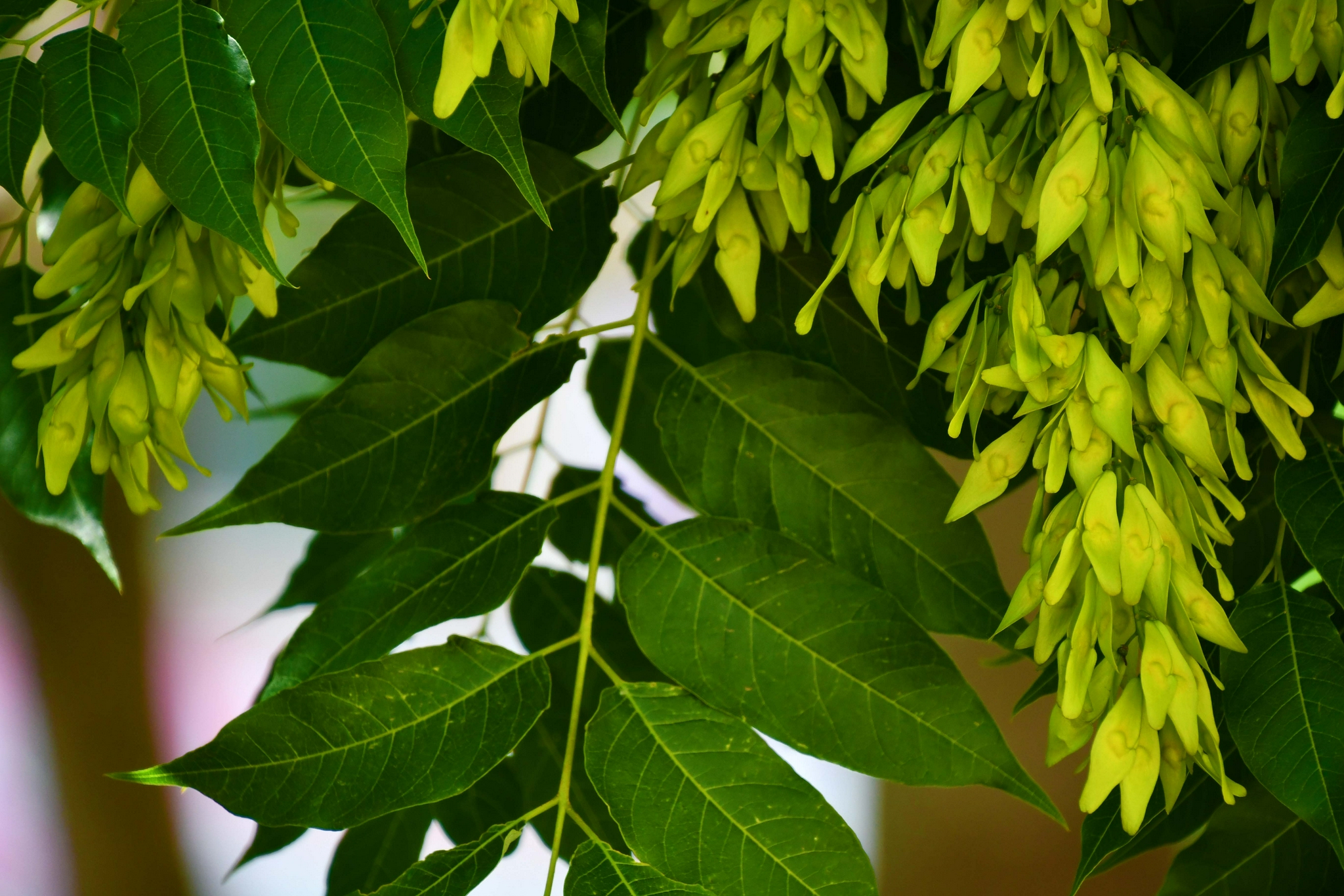 白蜡树叶原创拍摄