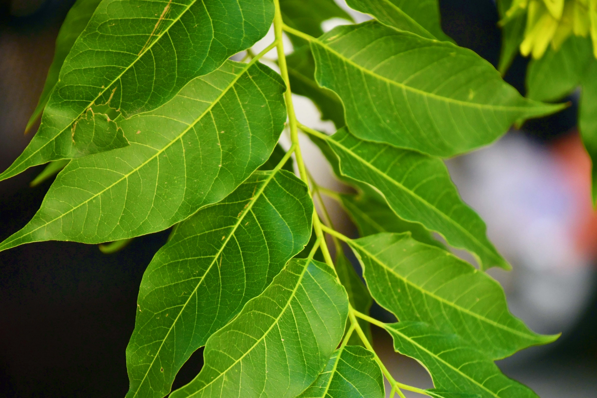 白蜡树叶原创拍摄