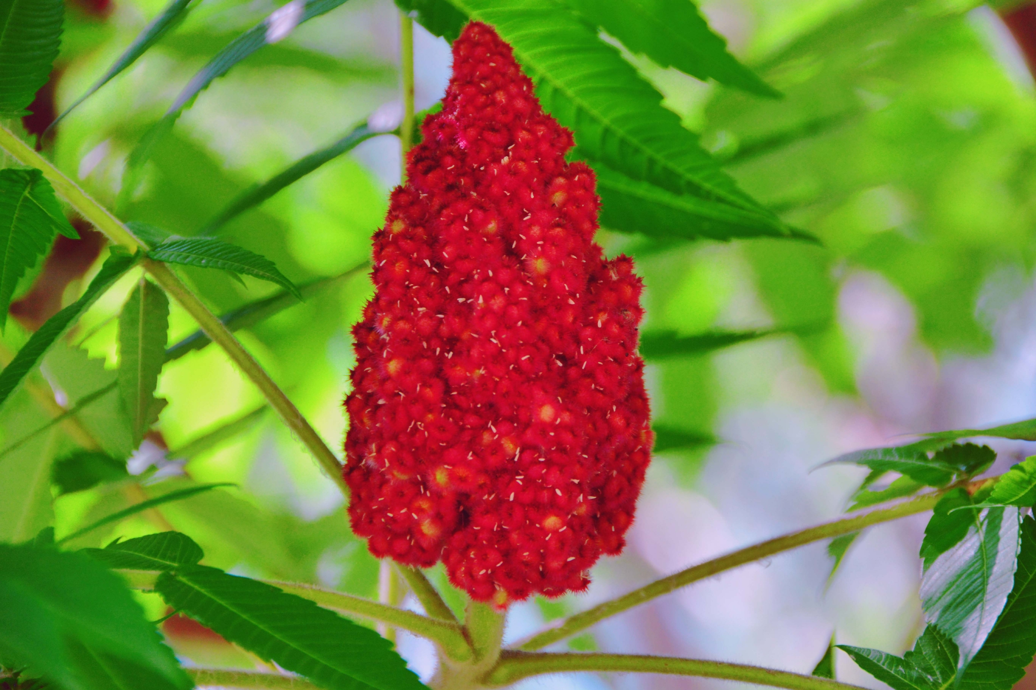 火炬树火炬果原创拍摄