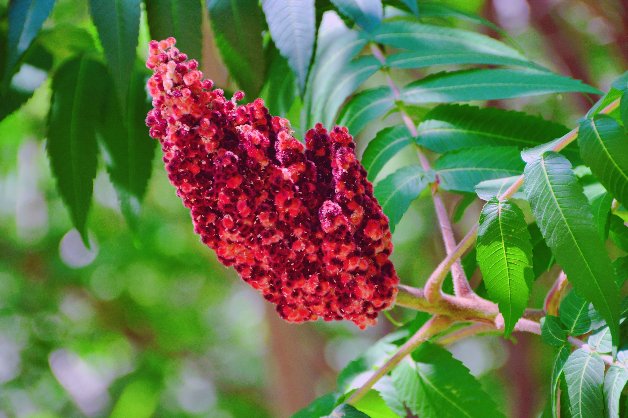 火炬树火炬果原创拍摄