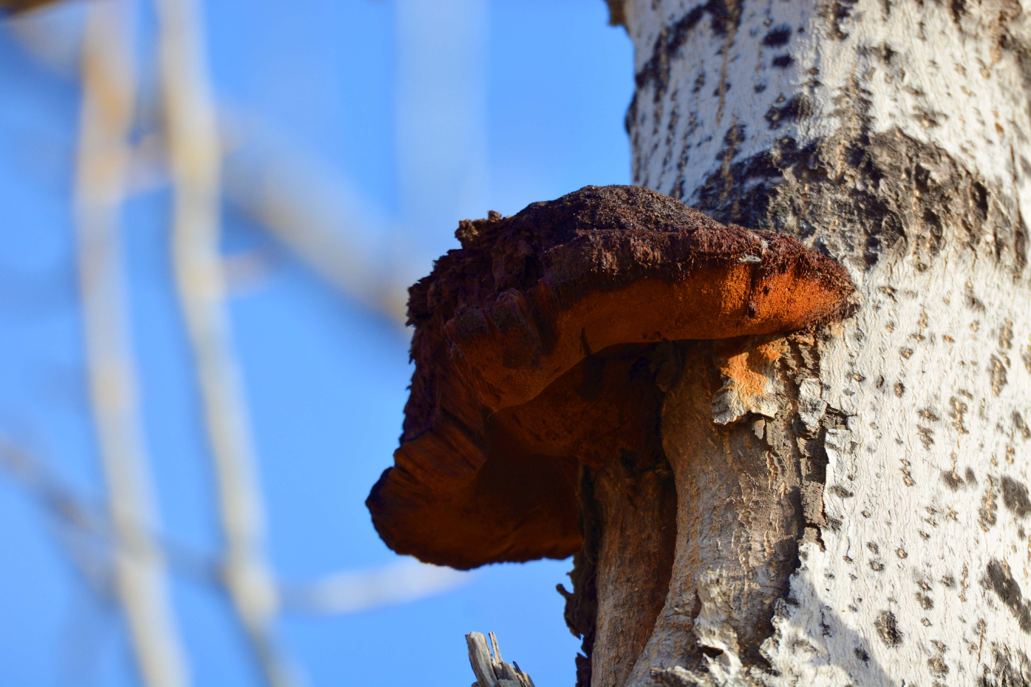 不知名菌子原创拍摄
