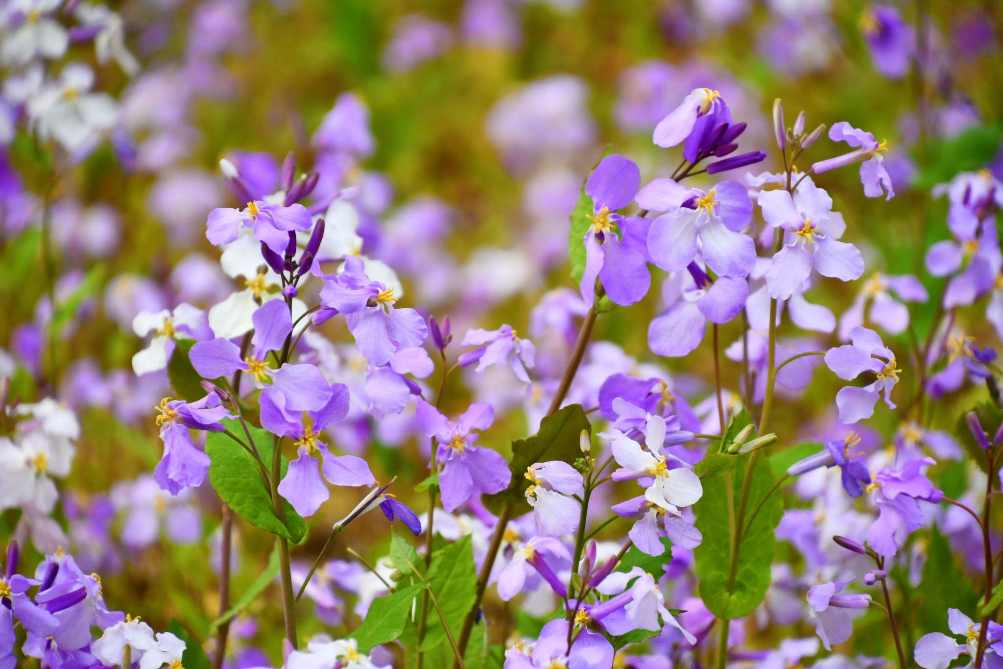 “紫色花海”来了！ 中山植物园水杉林里的二月兰盛开_新华报业网