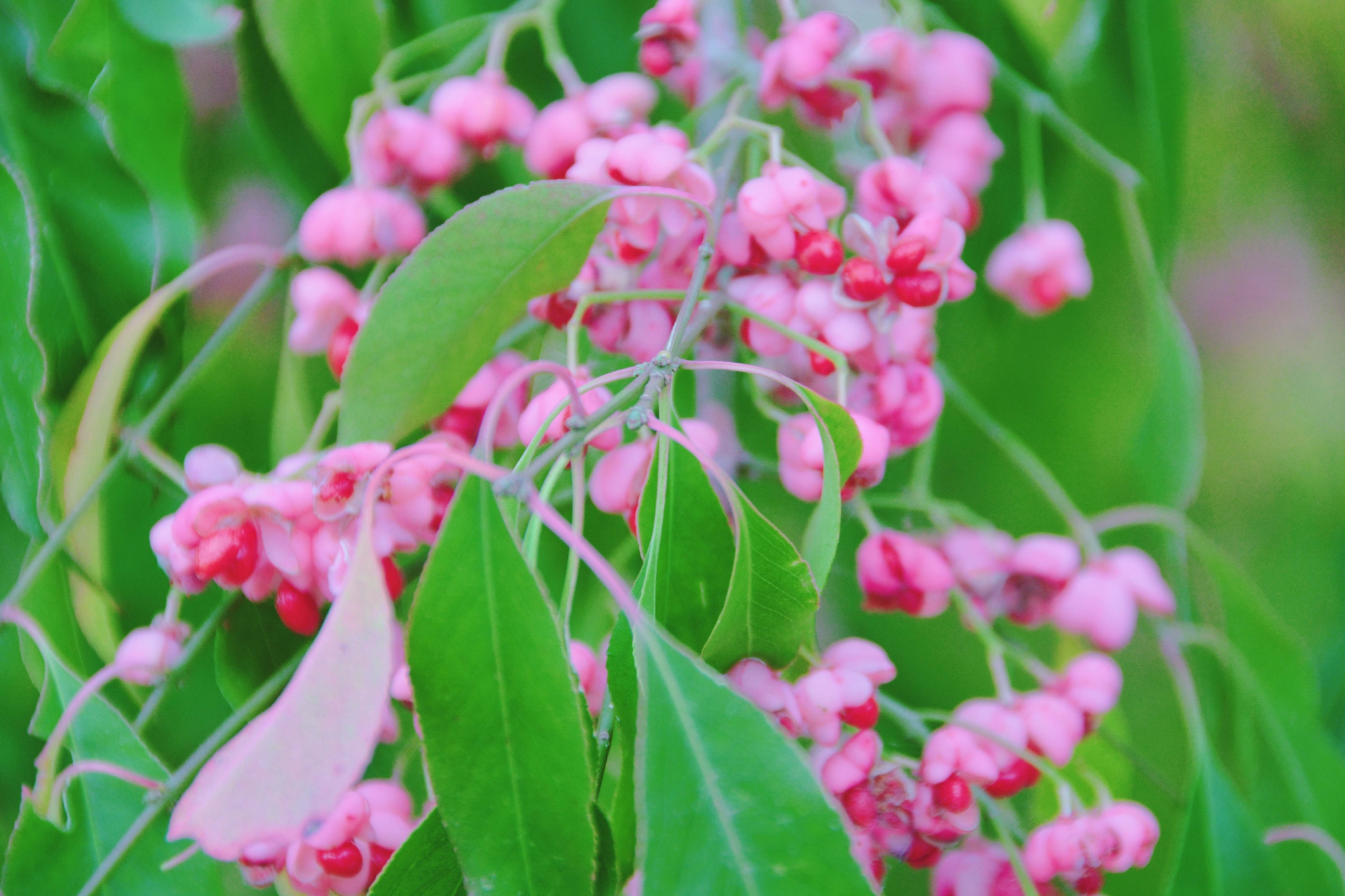 桃叶卫矛(桃叶卫矛与丝棉木的区别)