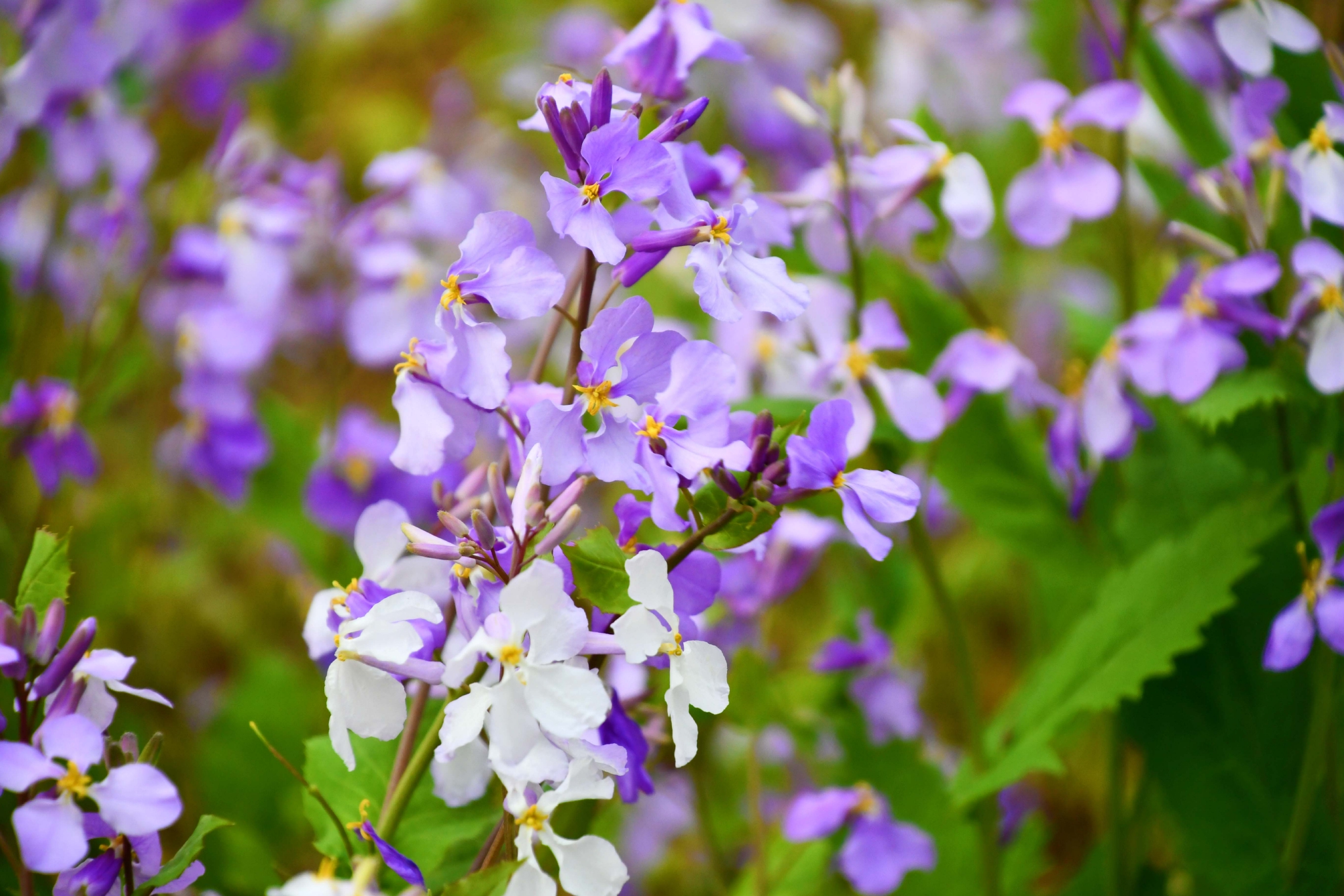 诸葛菜也叫二月兰,原创拍摄|诸葛菜|二月兰|原创_新浪新闻