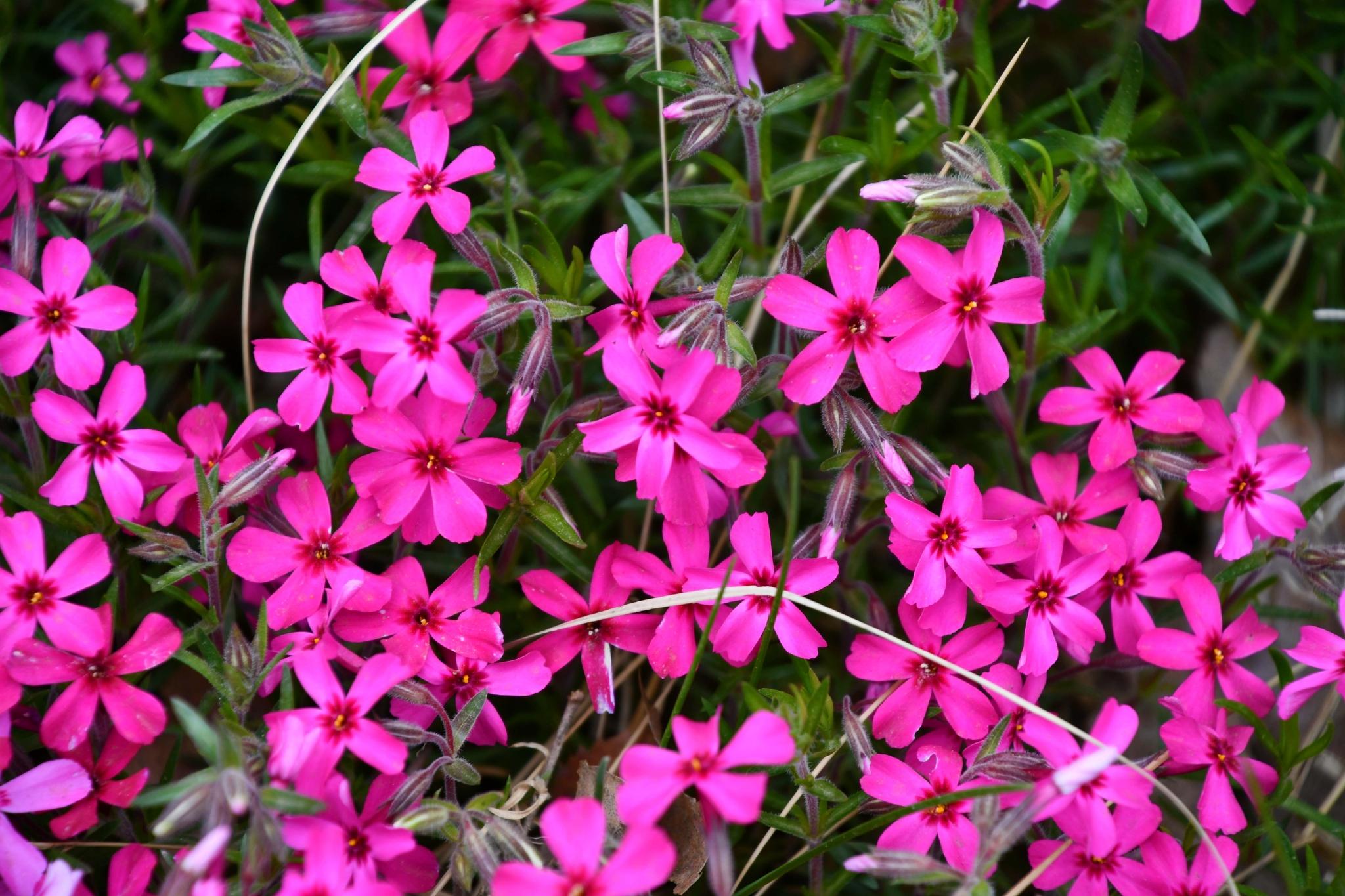 美丽的天蓝绣球花,原创拍摄|绣球花|原创|拍摄_新浪新闻