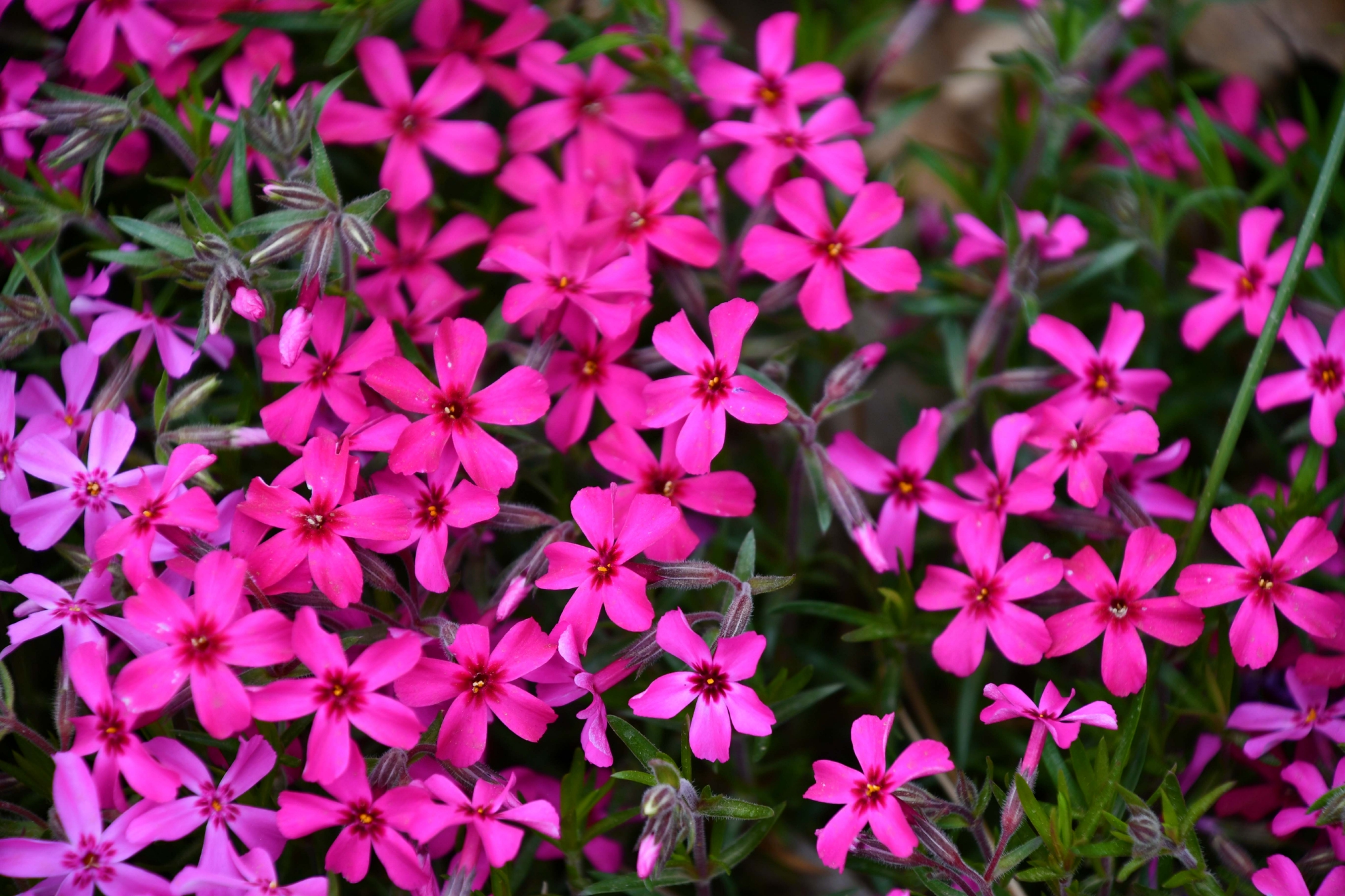 美丽的天蓝绣球花,原创拍摄|绣球花|原创|拍摄_新浪新闻