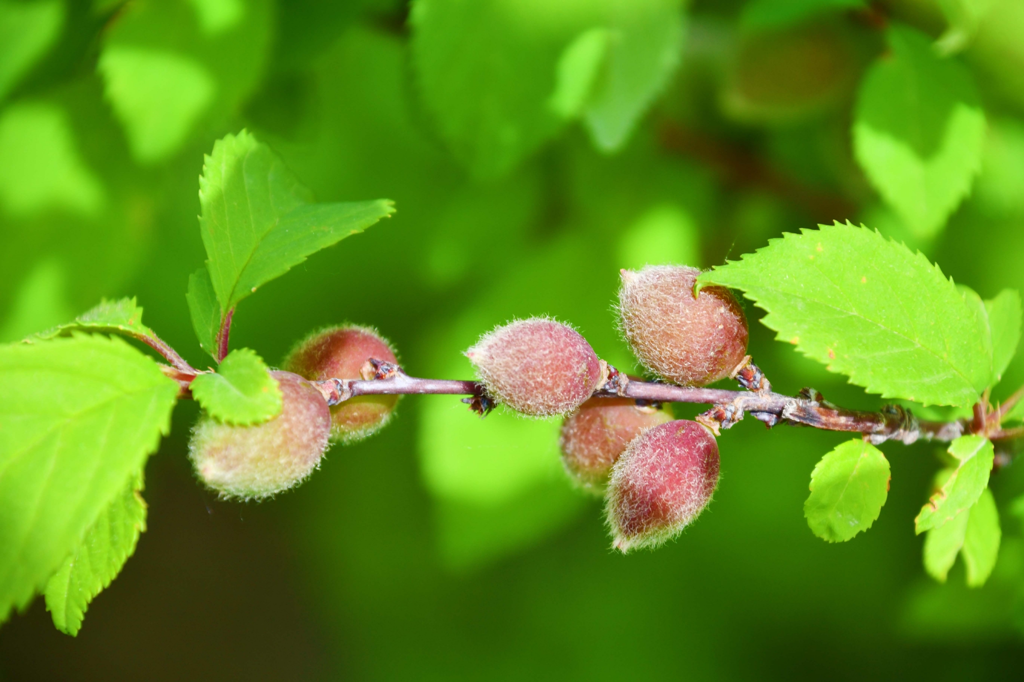 榆叶梅结的果子能吃吗(榆叶梅结果子能做枕头吗)