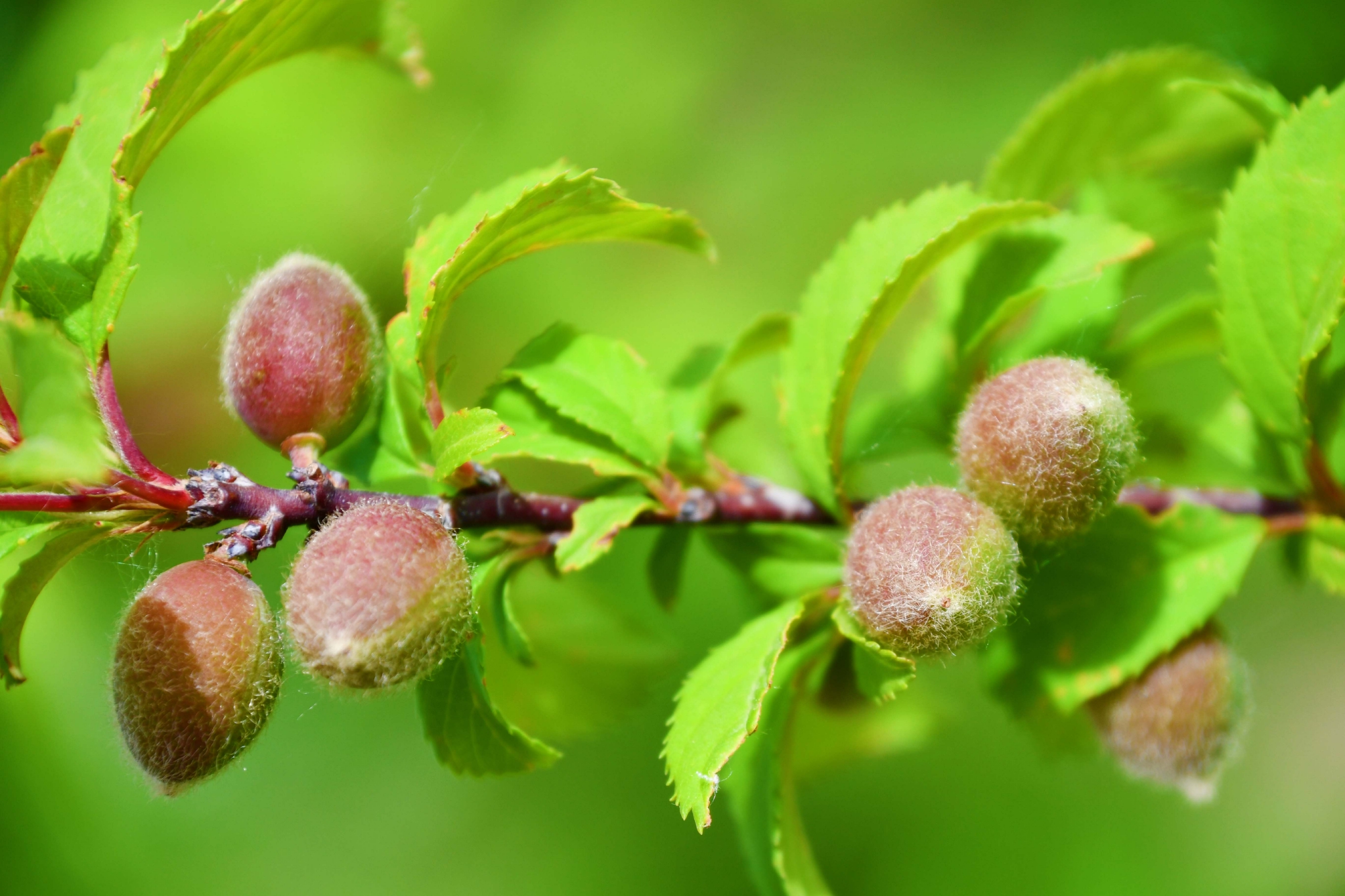 榆叶梅果实能吃吗(美人梅和榆叶梅哪个更美)