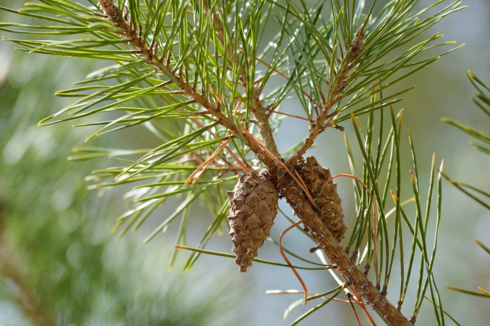 樟子松果实,原创拍摄_高清图集_新浪网