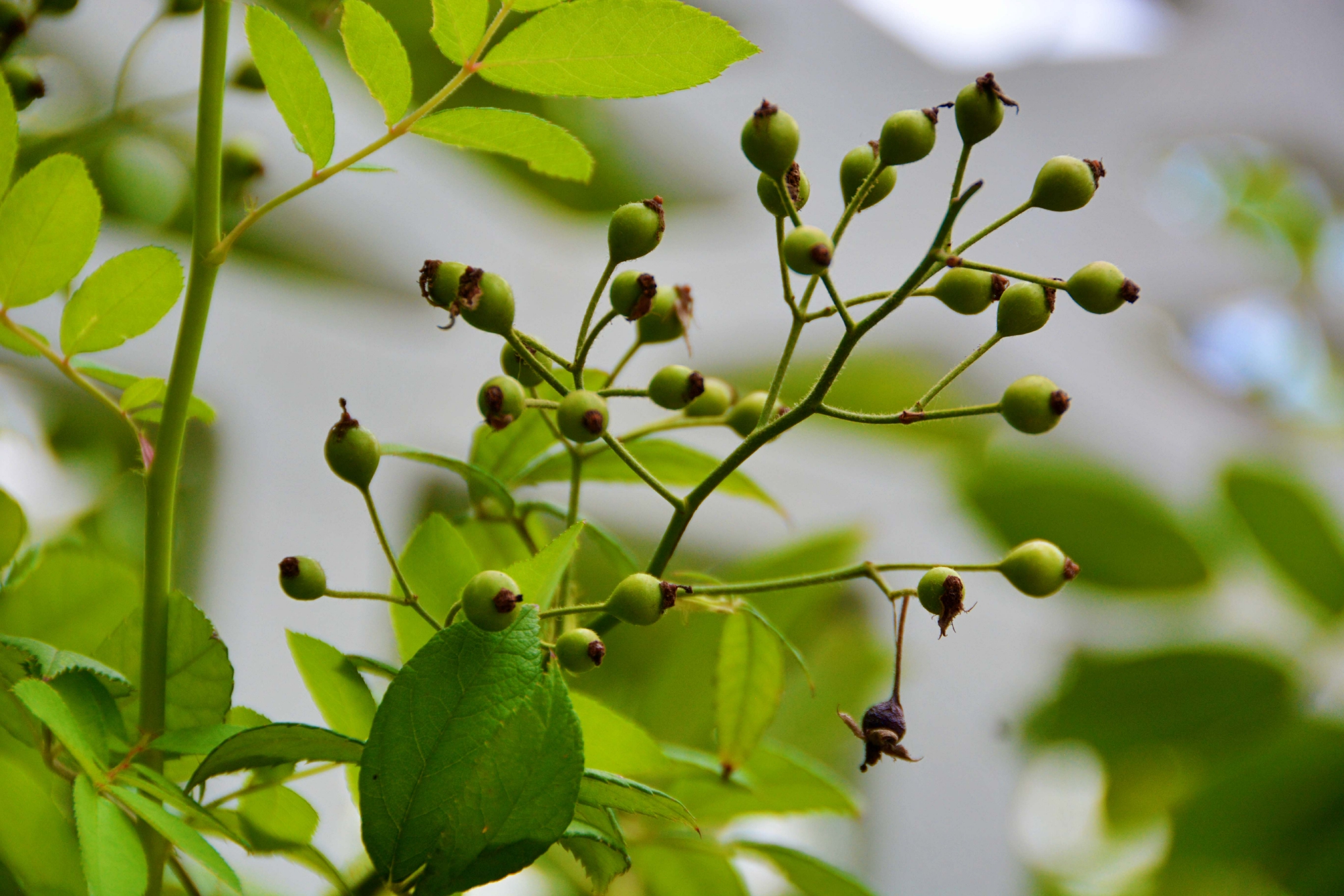 蔷薇果原创拍摄