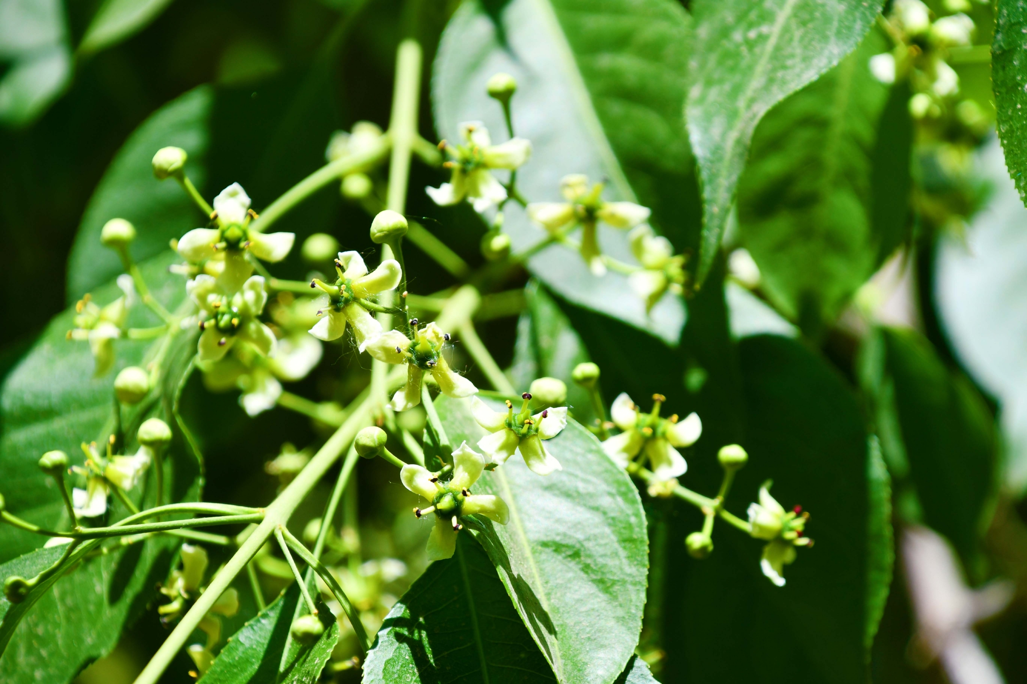 白杜卫矛花,原创拍摄__财经头条