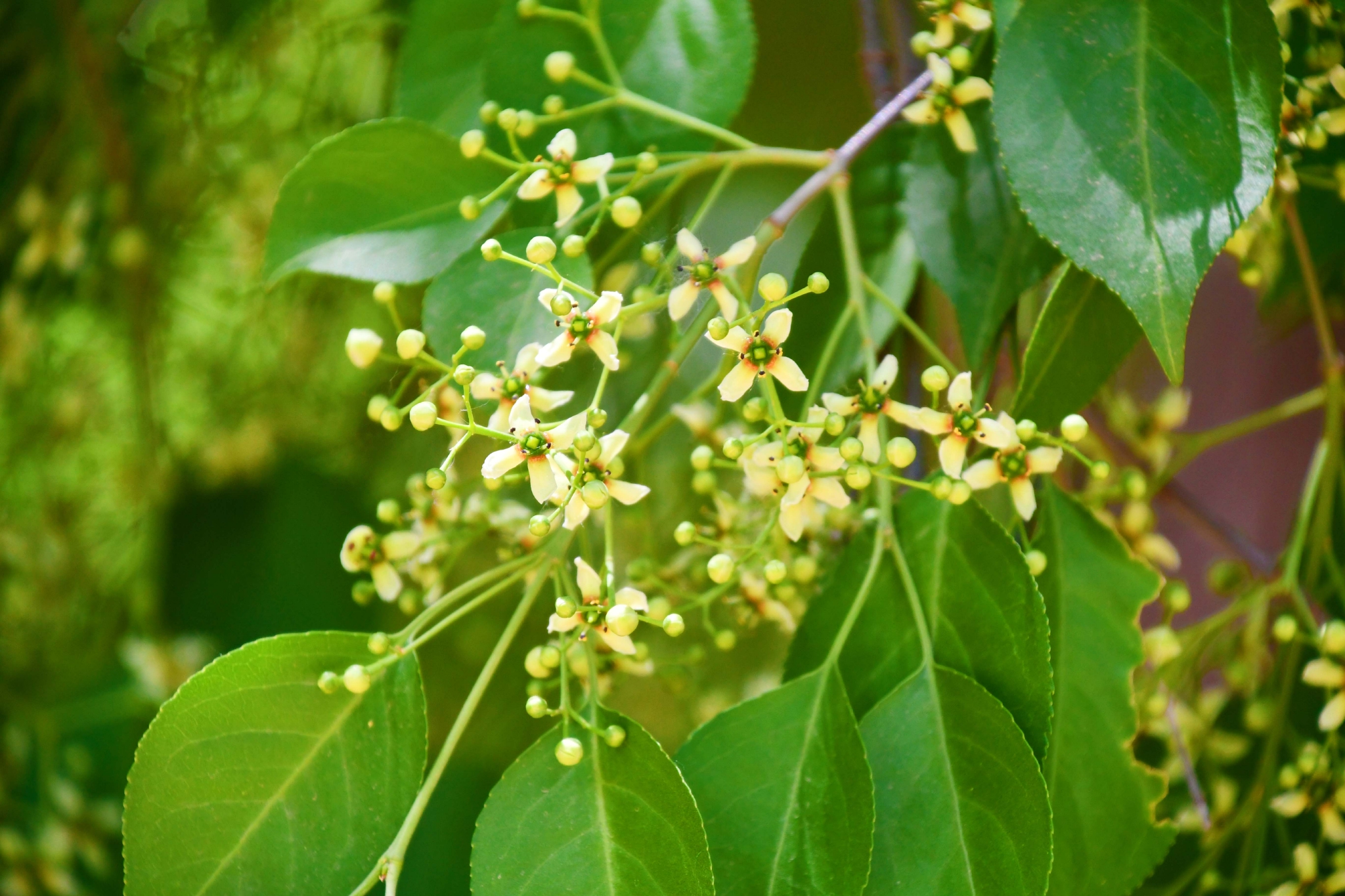 白杜卫矛花,原创拍摄__财经头条