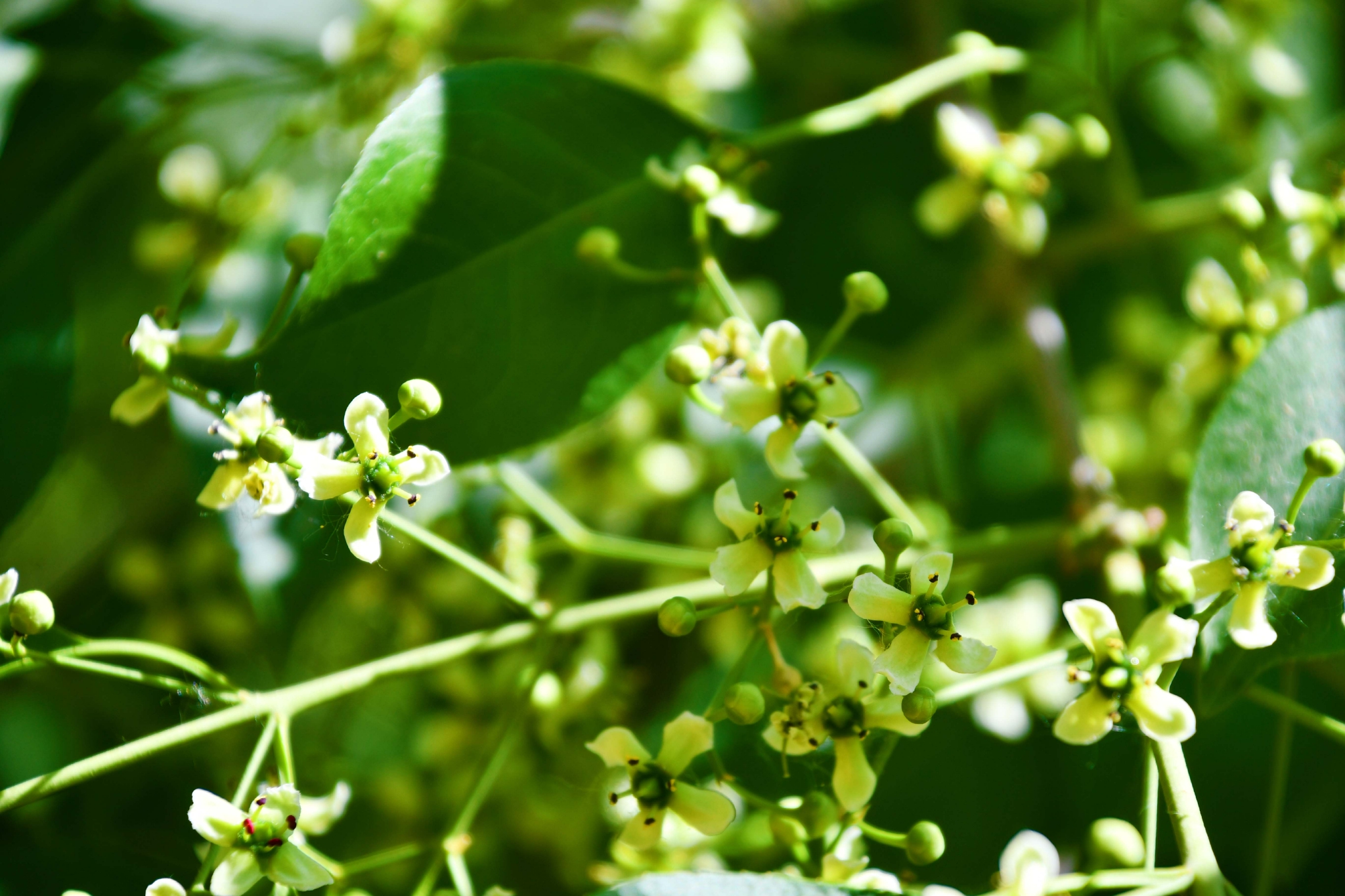 白杜卫矛花,原创拍摄__财经头条