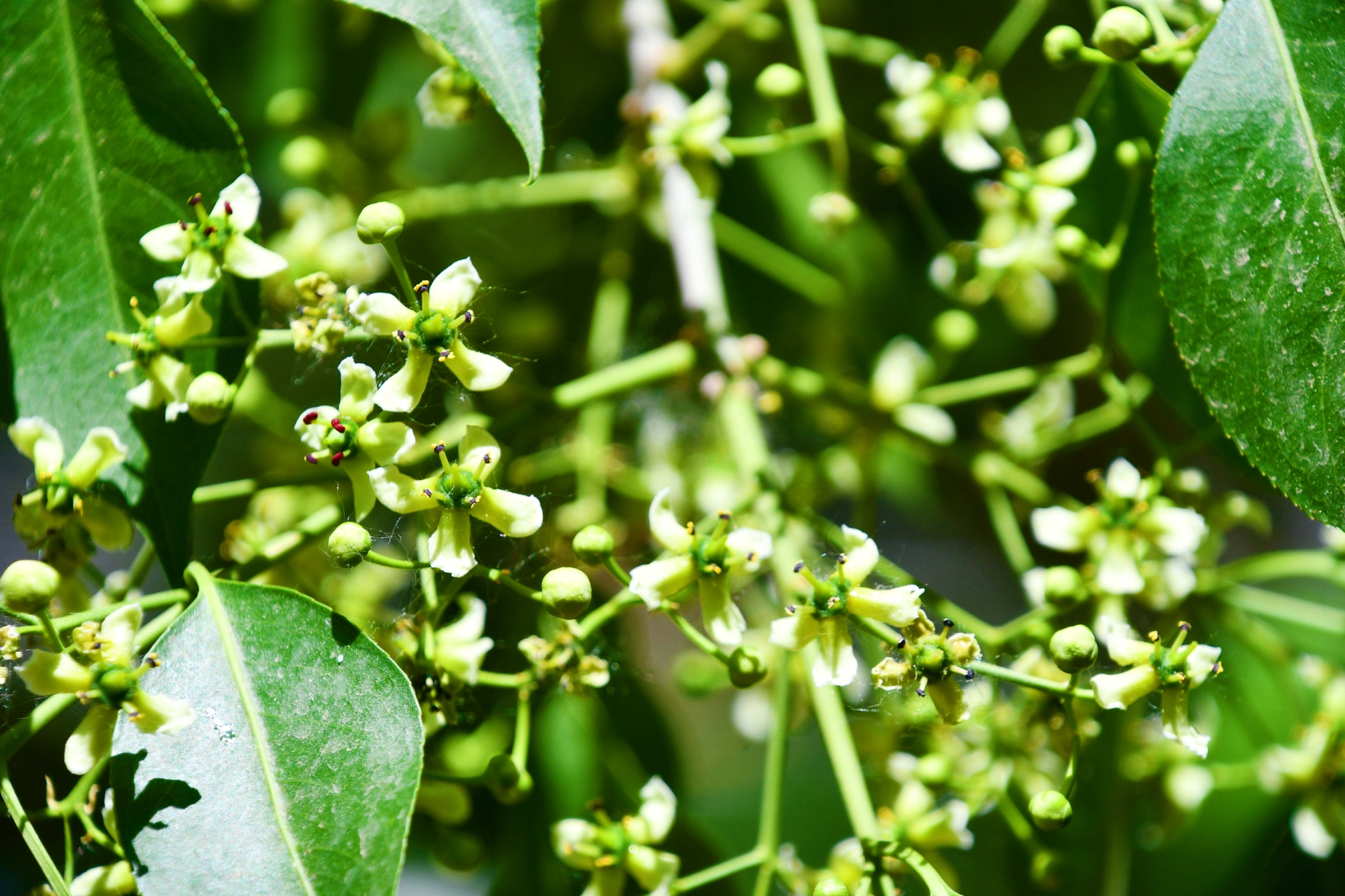 白杜卫矛花,原创拍摄__财经头条