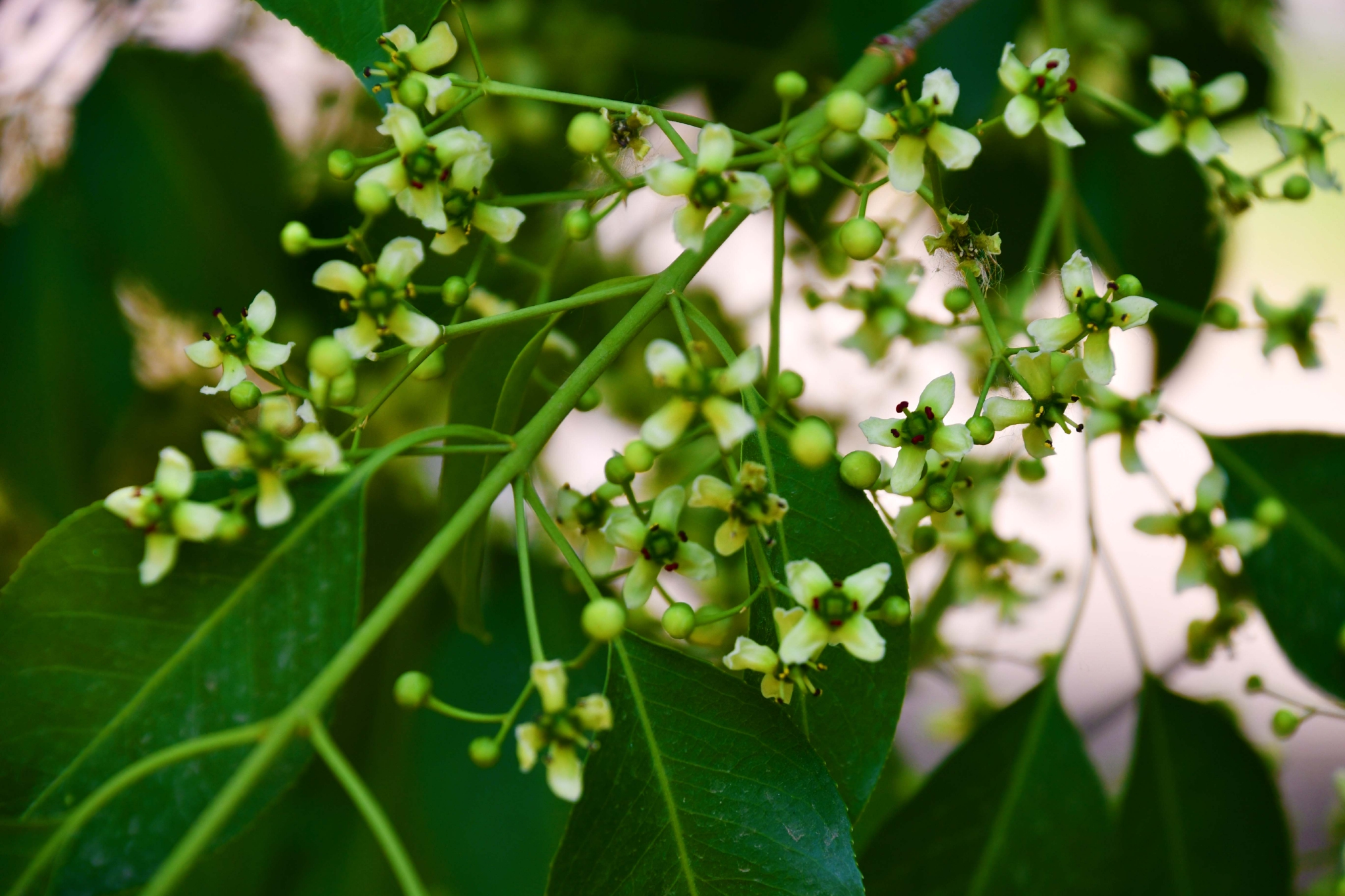 白杜卫矛花,原创拍摄__财经头条