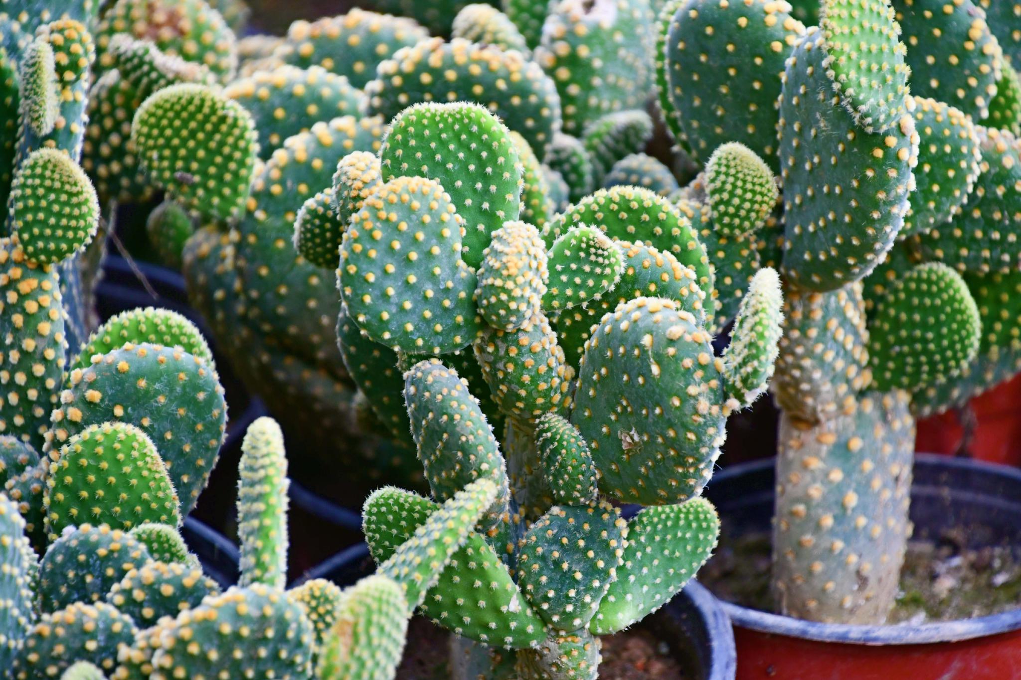 仙人掌黄毛掌原创拍摄