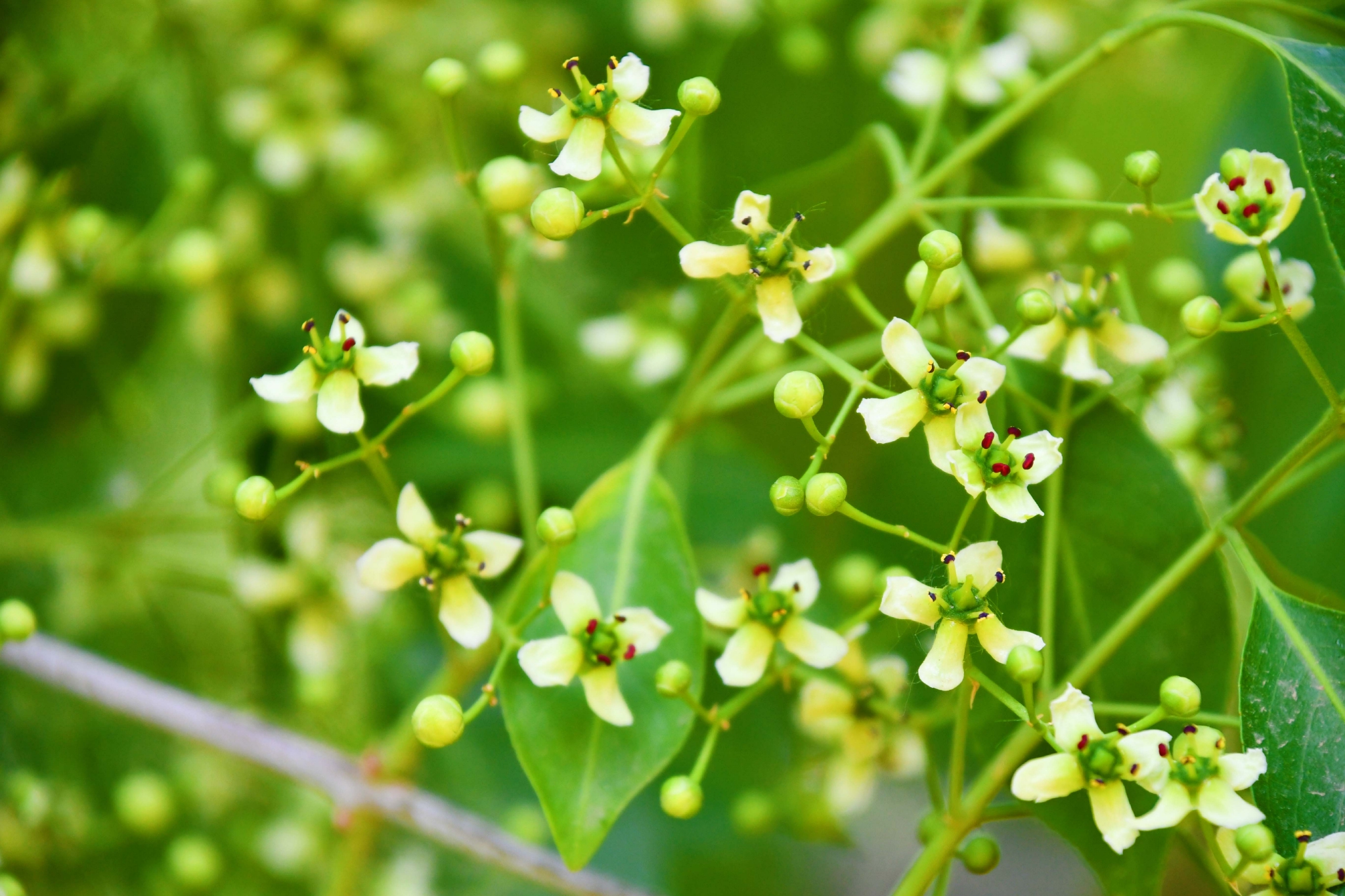 白杜卫矛花,原创拍摄__财经头条