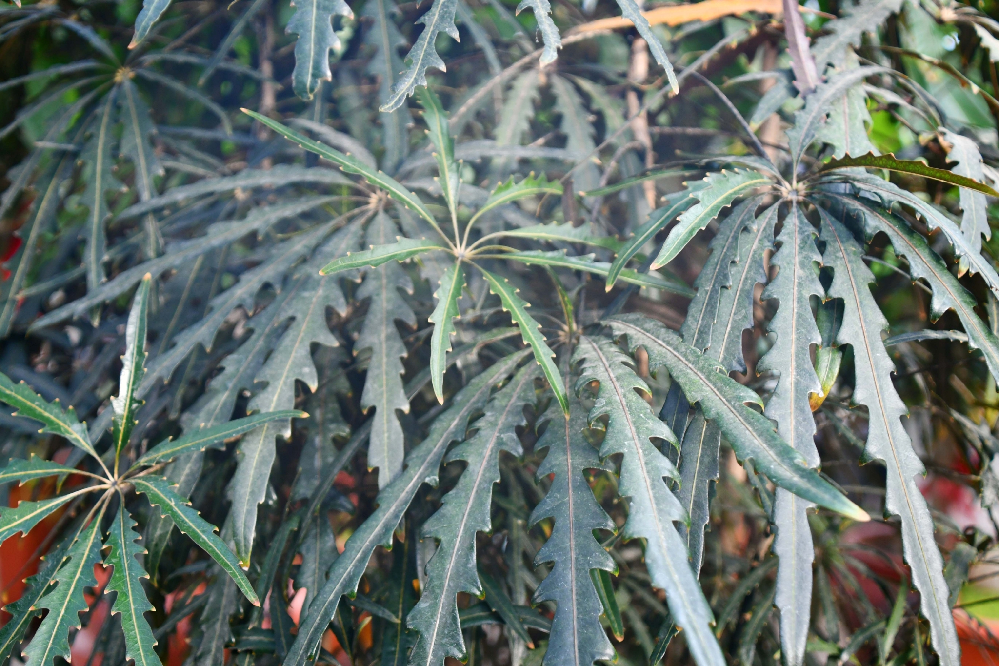 孔雀木,原创拍摄孔雀木,原创拍摄孔雀木,原创拍摄孔雀