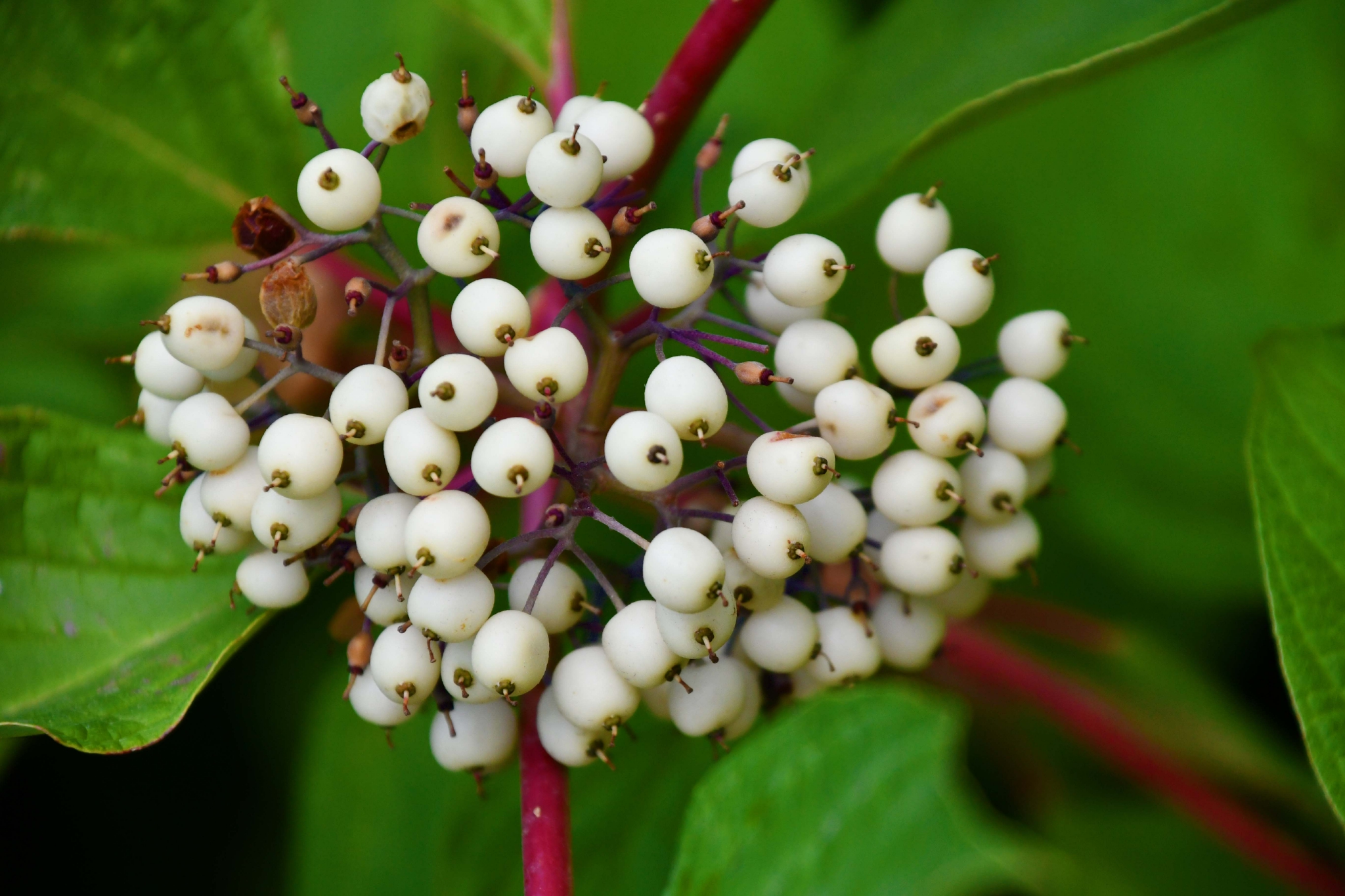 红瑞木白色果实原创拍摄