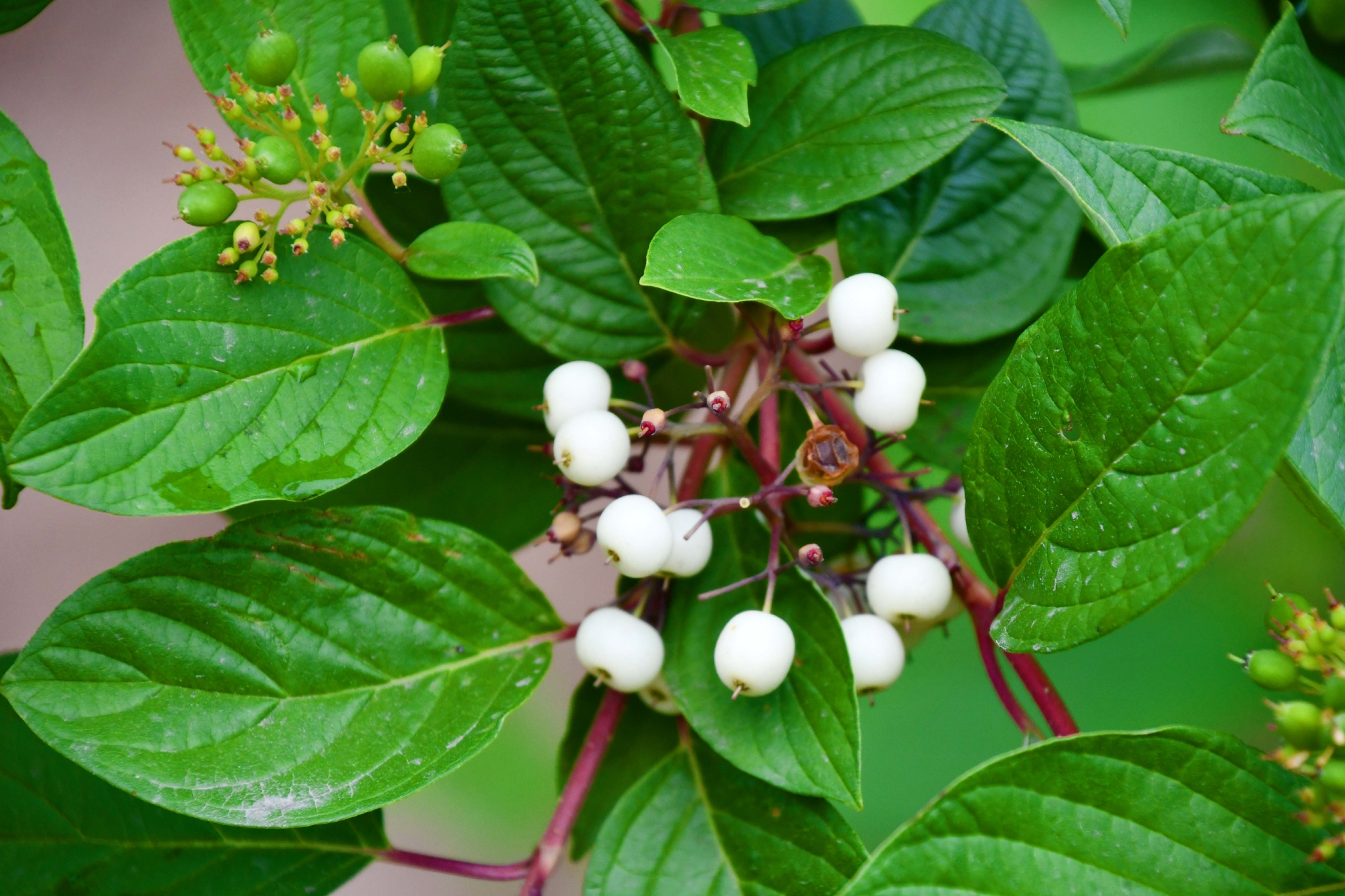 红瑞木白色果实原创拍摄