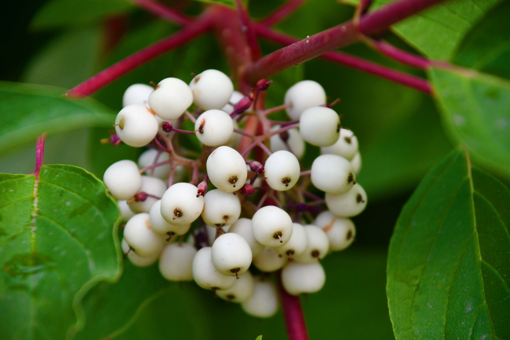 红瑞木白色果实原创拍摄