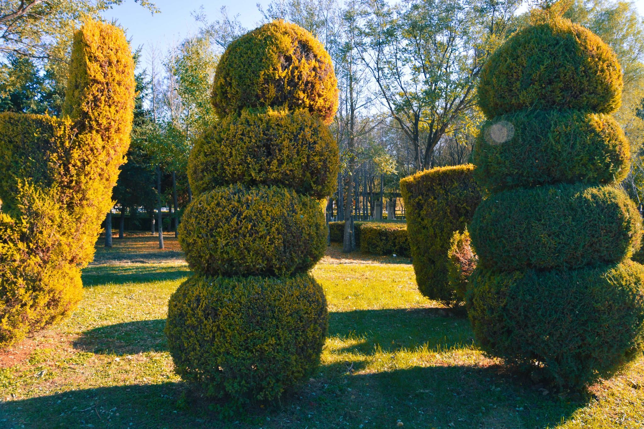 树的造型原创拍摄