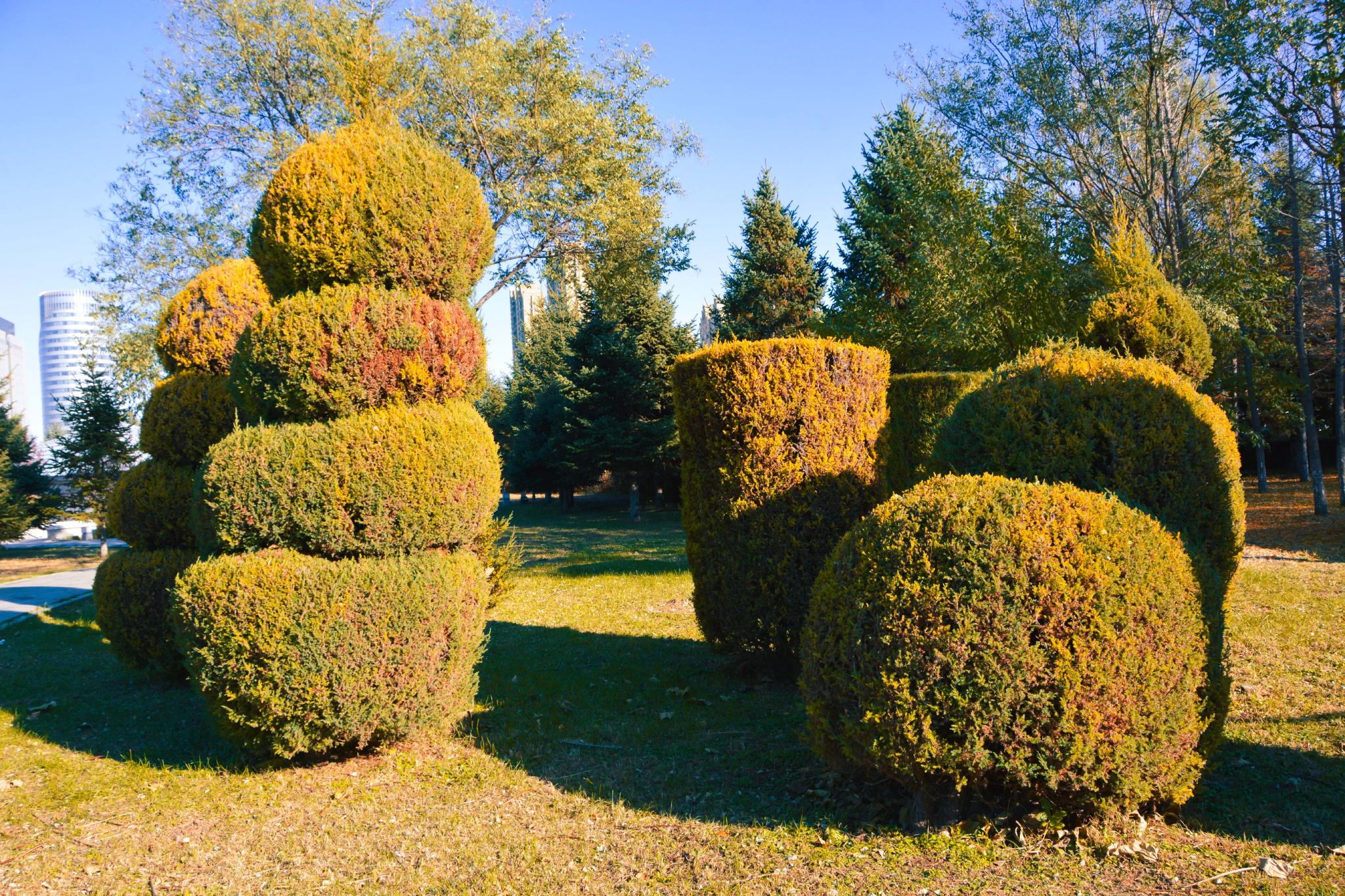 树的造型原创拍摄