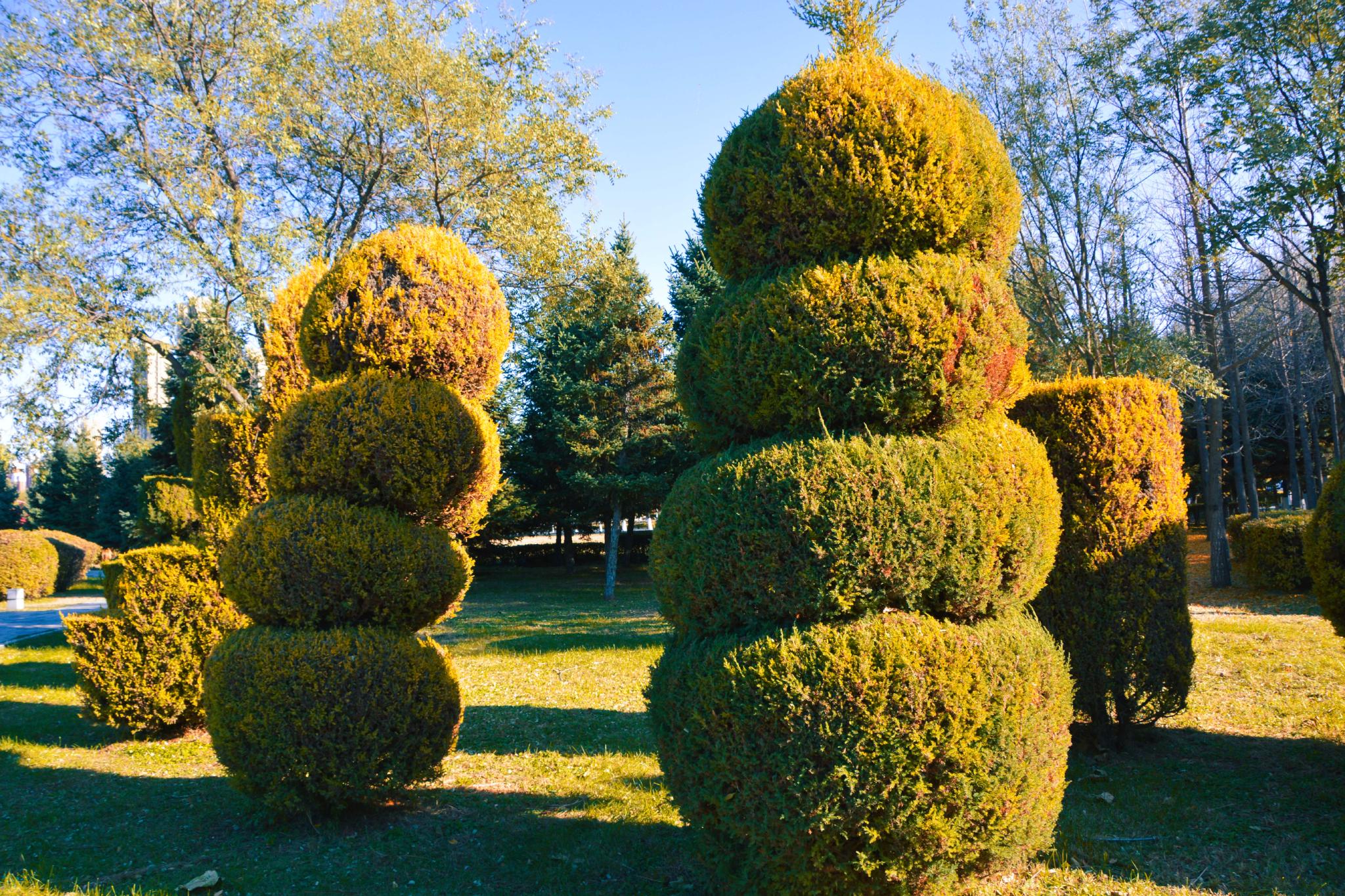 树的造型原创拍摄