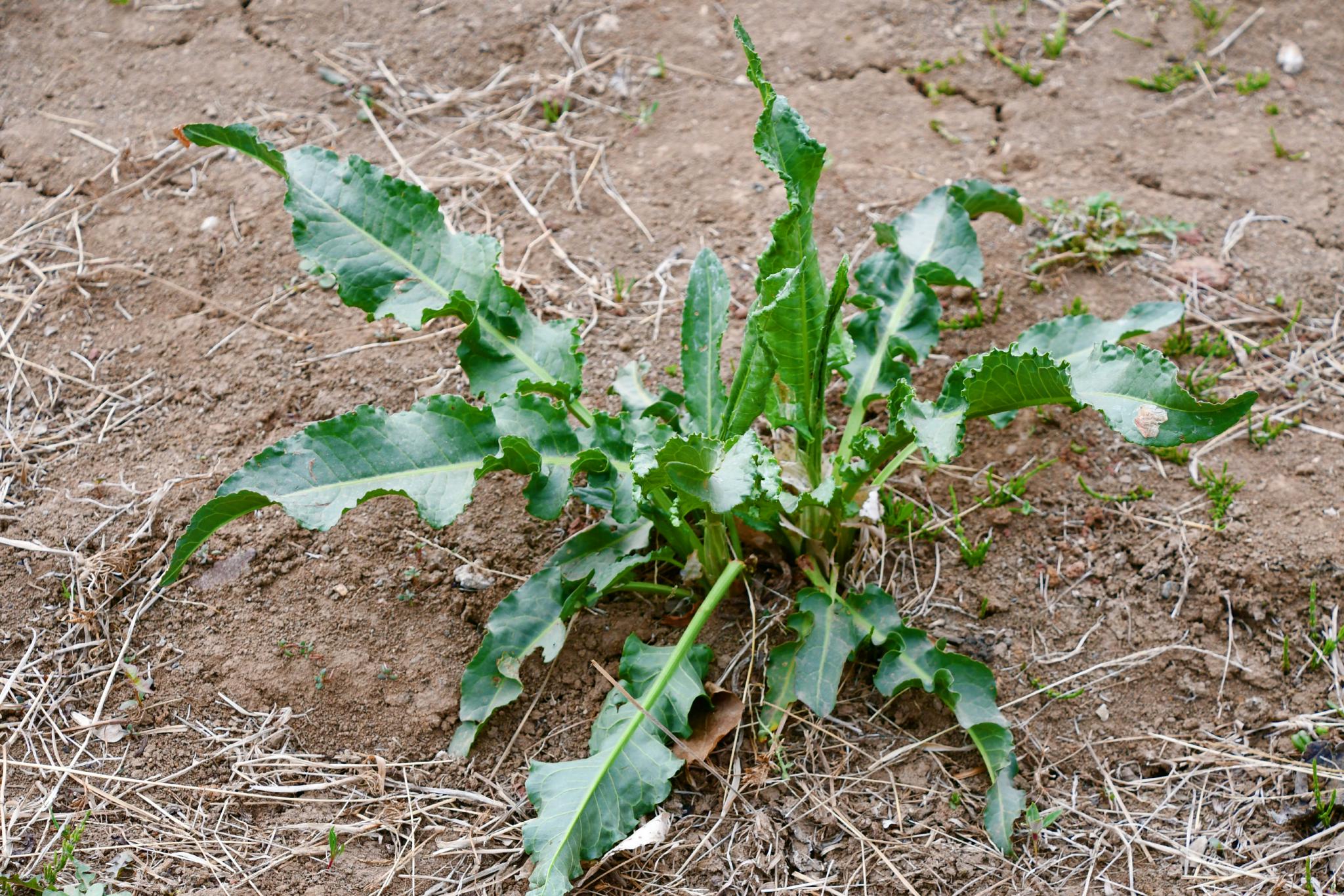 羊蹄叶又叫牛舌菜原创拍摄