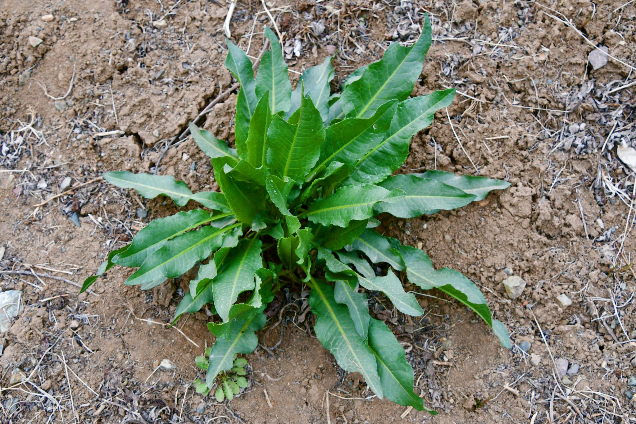 羊蹄叶又叫牛舌菜原创拍摄