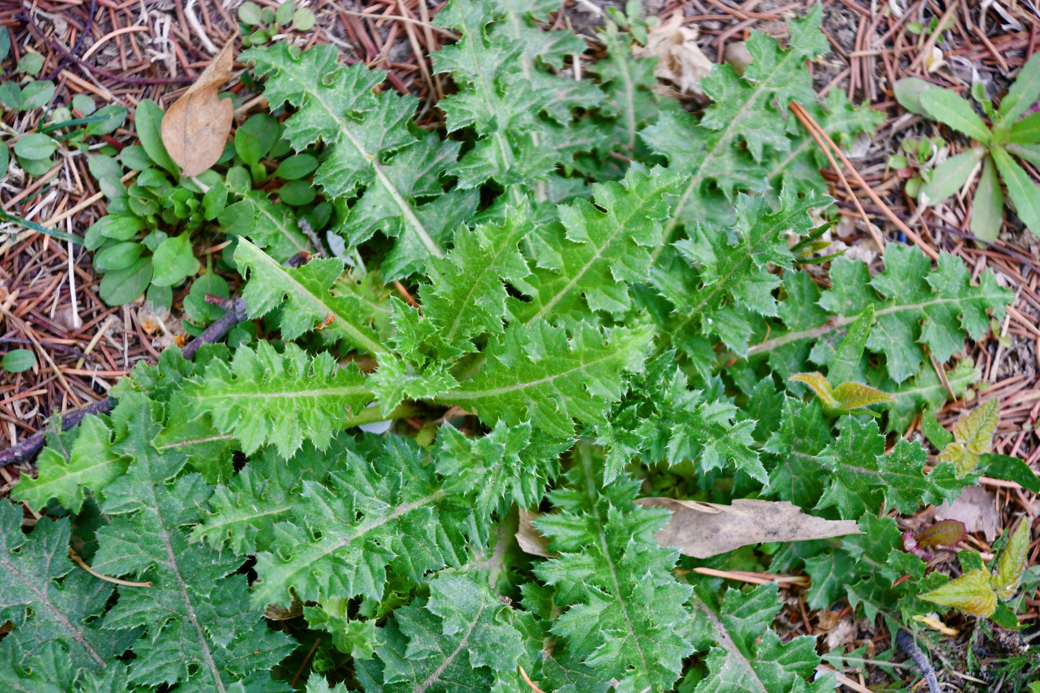 中草药大蓟原创拍摄