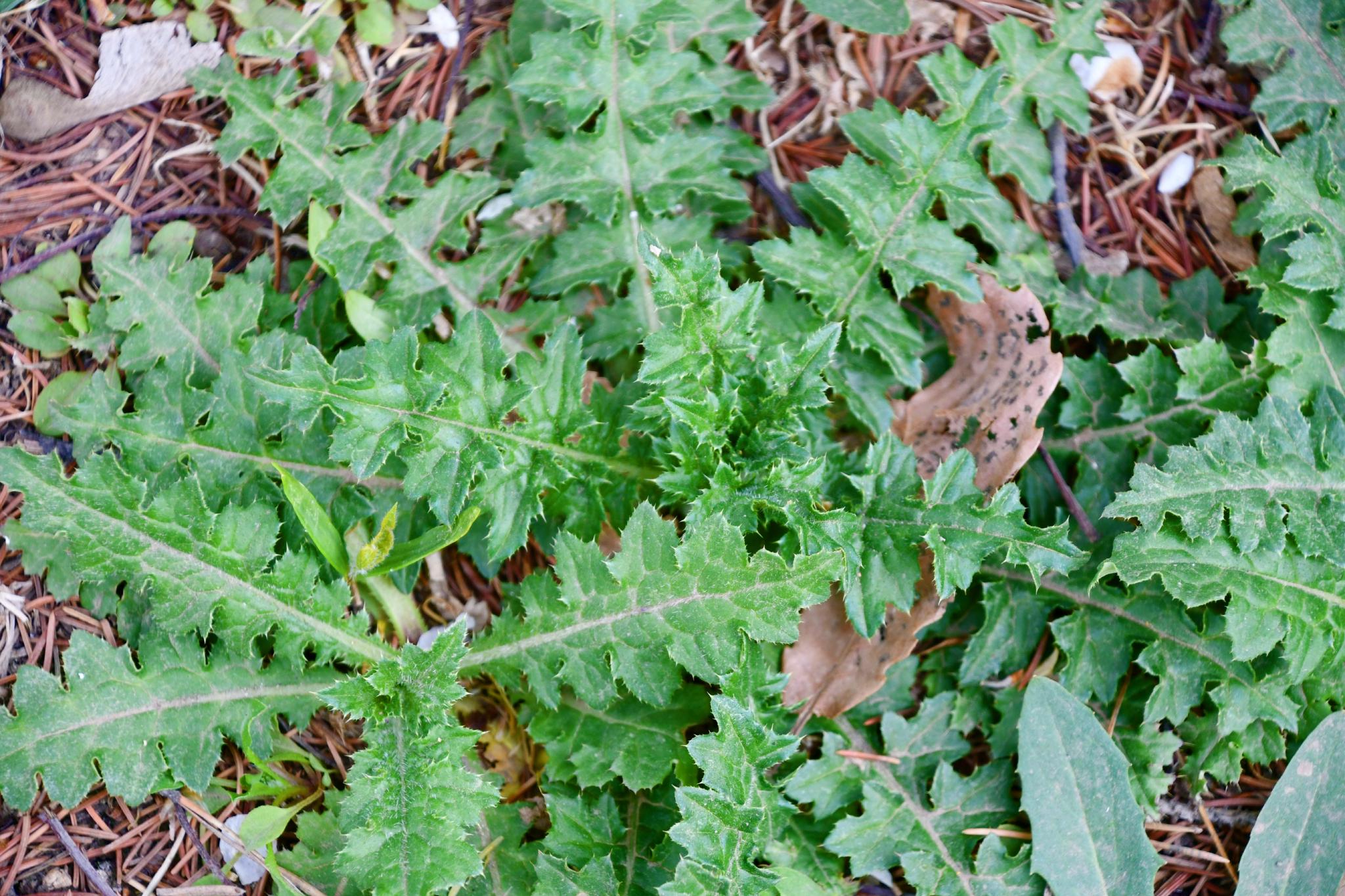 中草药大蓟,原创拍摄__财经头条