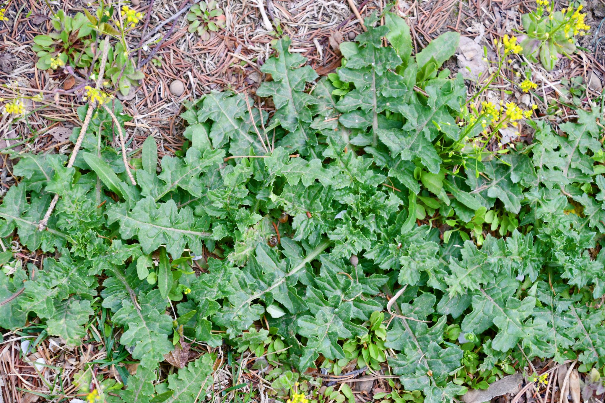 中草药大蓟,原创拍摄中草药大蓟,原创拍摄中草药大蓟,原创拍摄