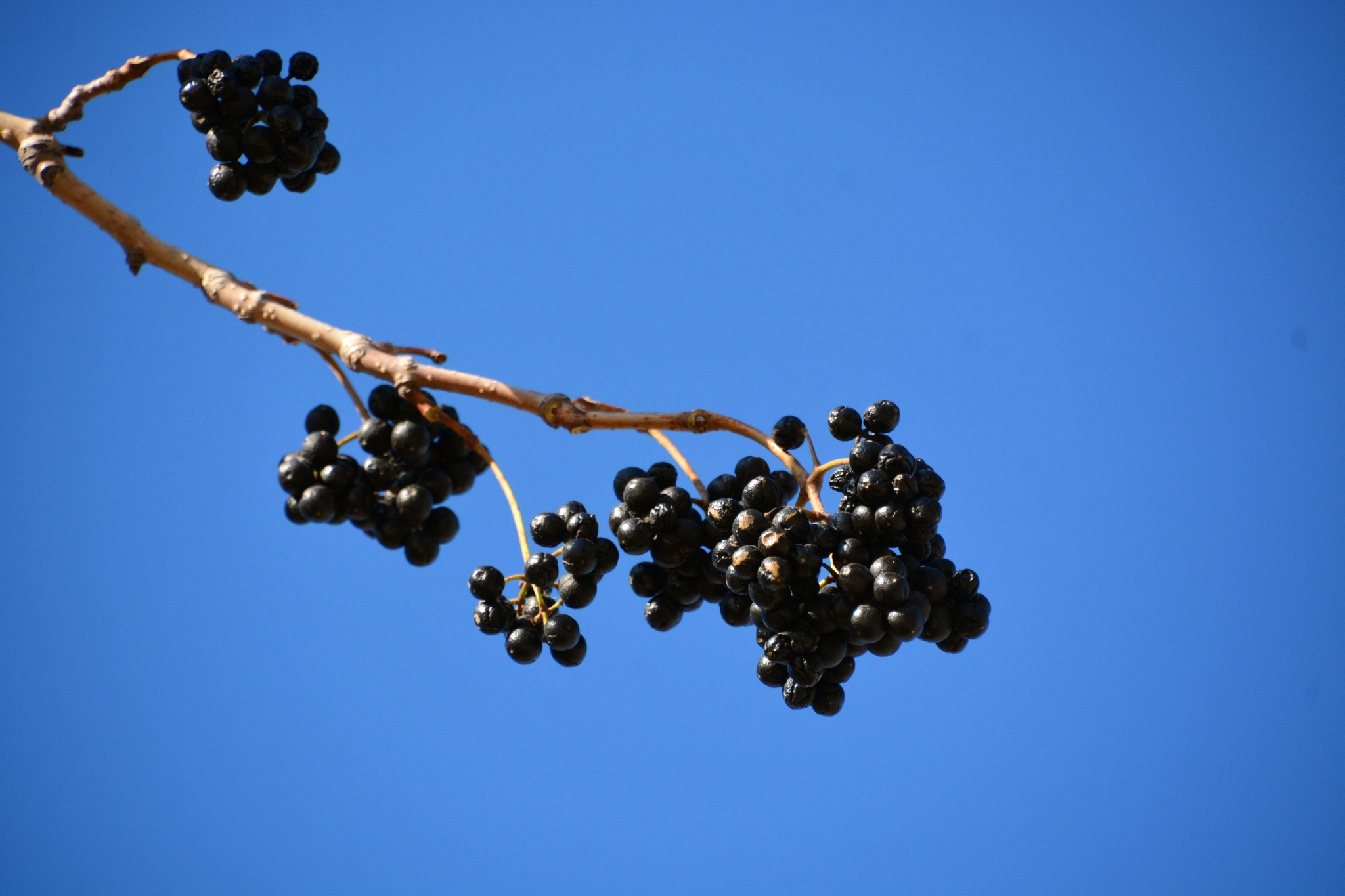 黄檗树果实原创拍摄