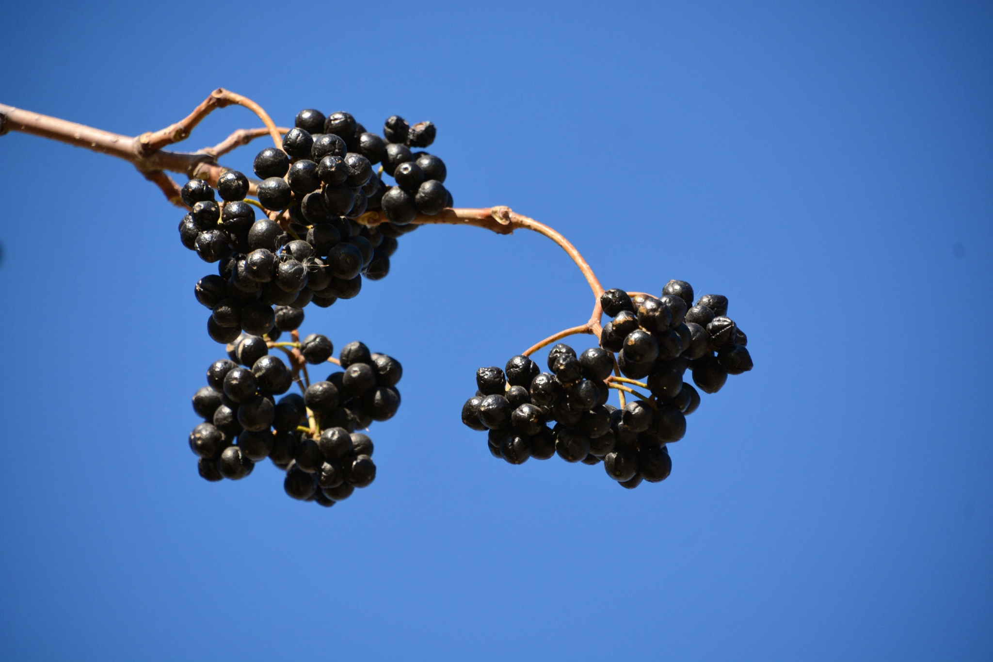 黄檗树果实原创拍摄