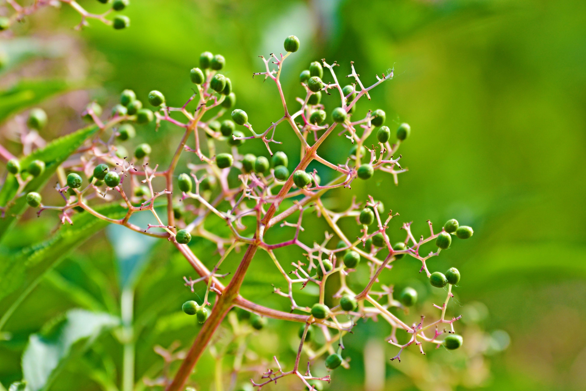 接骨木青果,原创拍摄|接骨木|青果|原创_新浪新闻