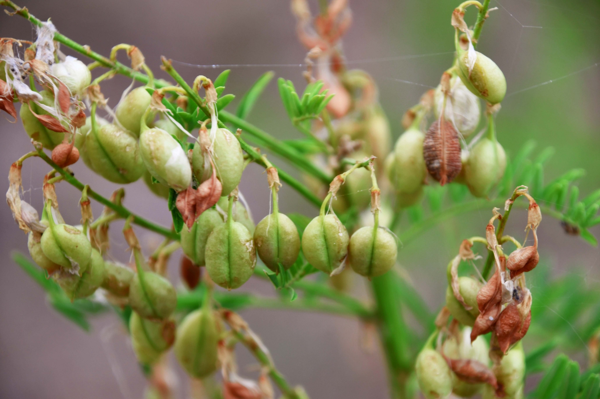 野生黄芪果实原创拍摄