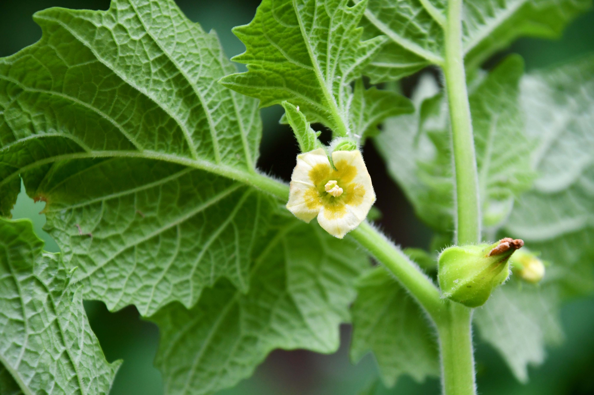 特别的菇茑花,原创拍摄