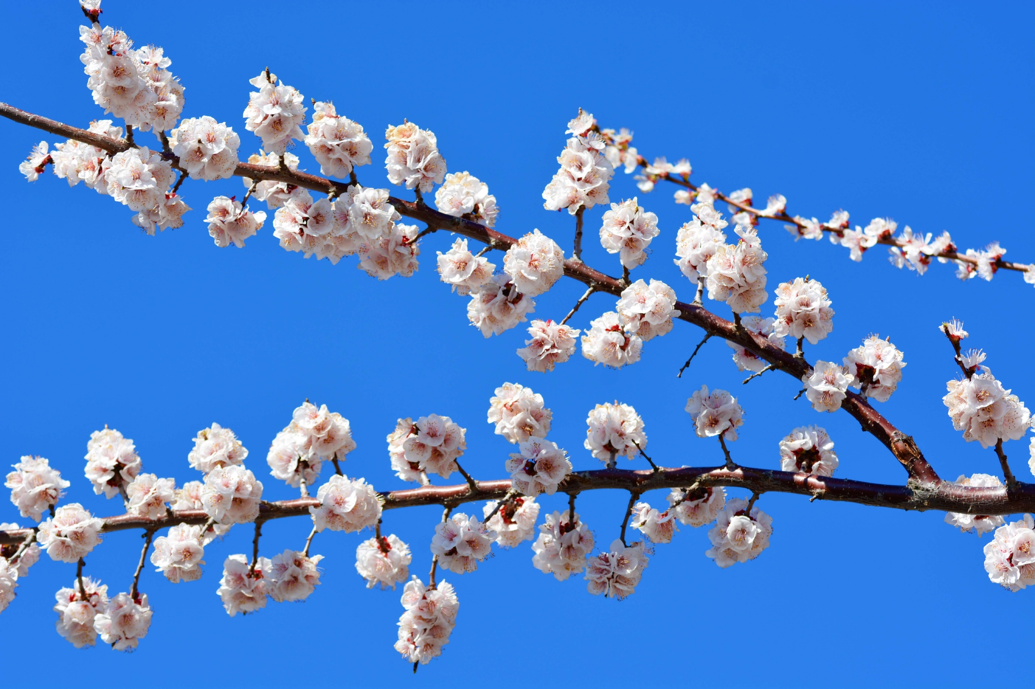 春天的杏梅花,原创拍摄