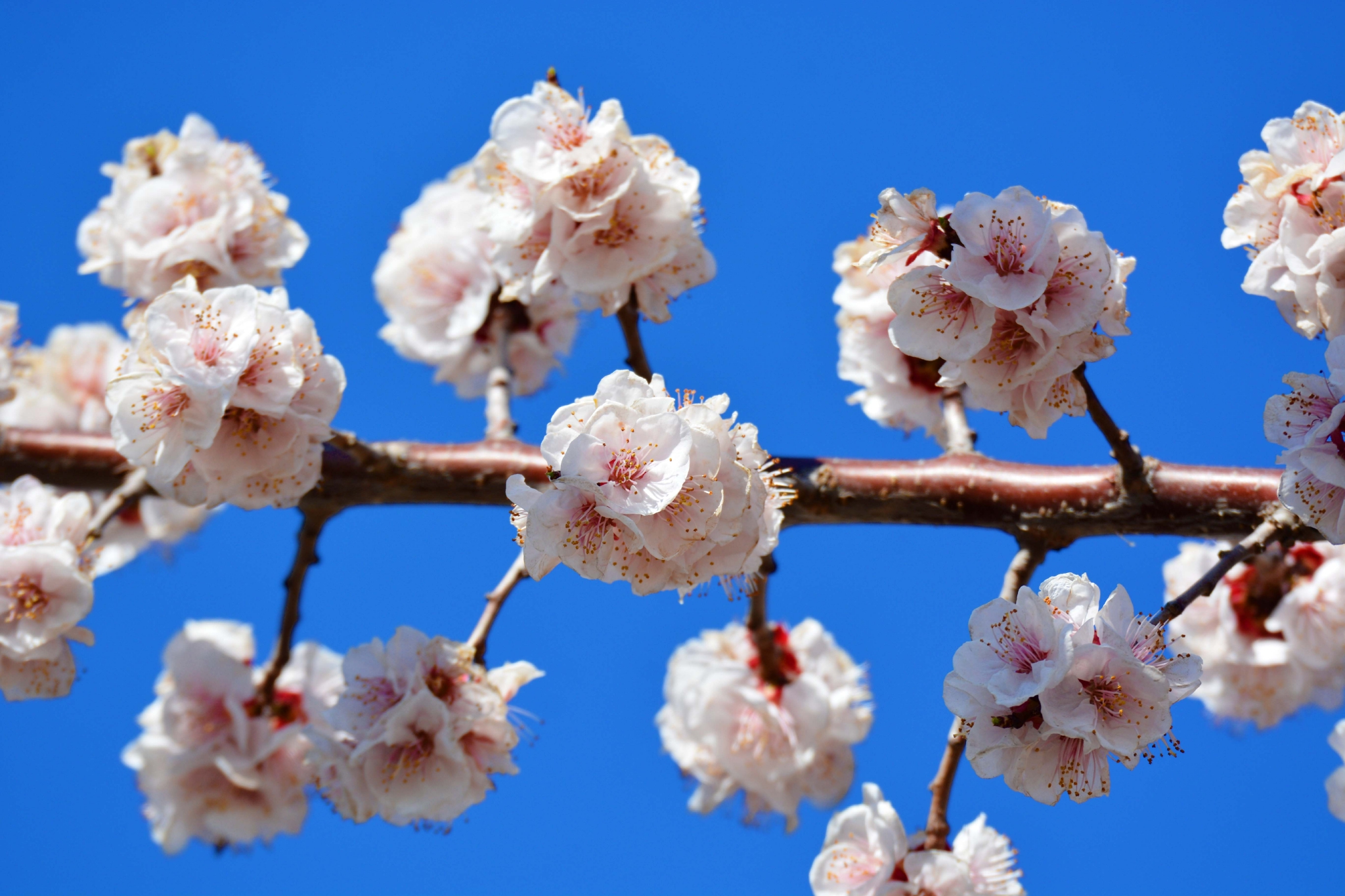 春天的杏梅花原创拍摄