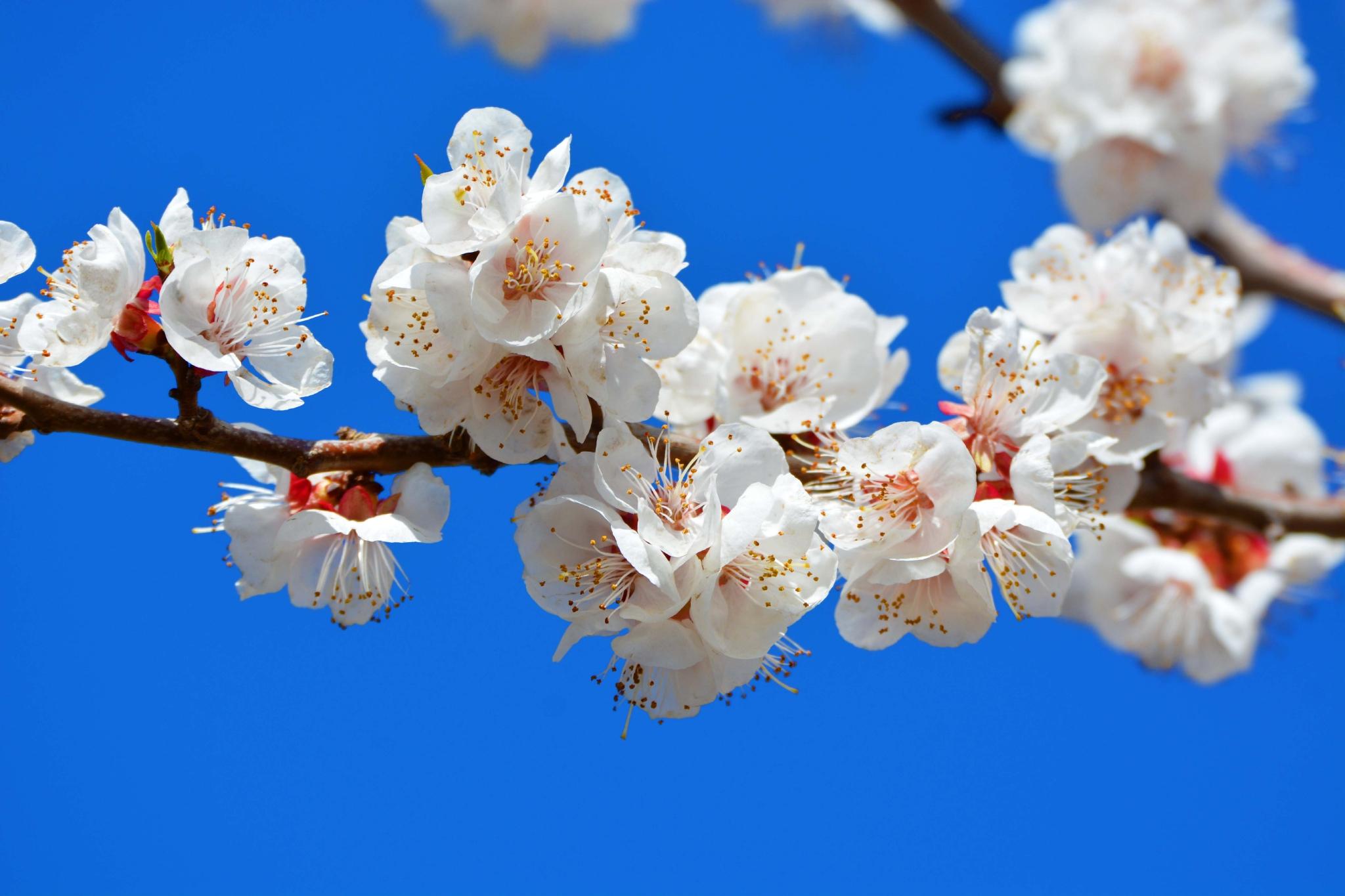 春天的杏梅花原创拍摄