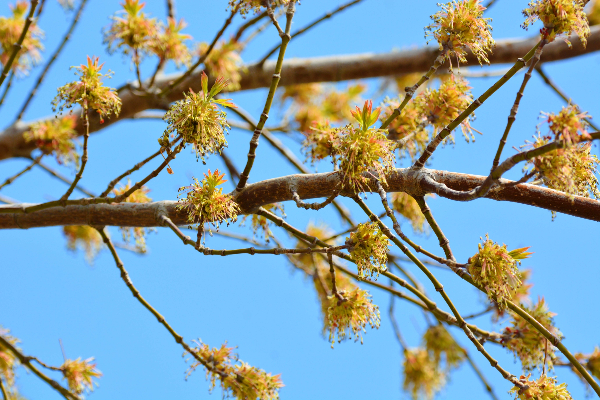 白蜡树果实图片(白蜡树果实图片大全)