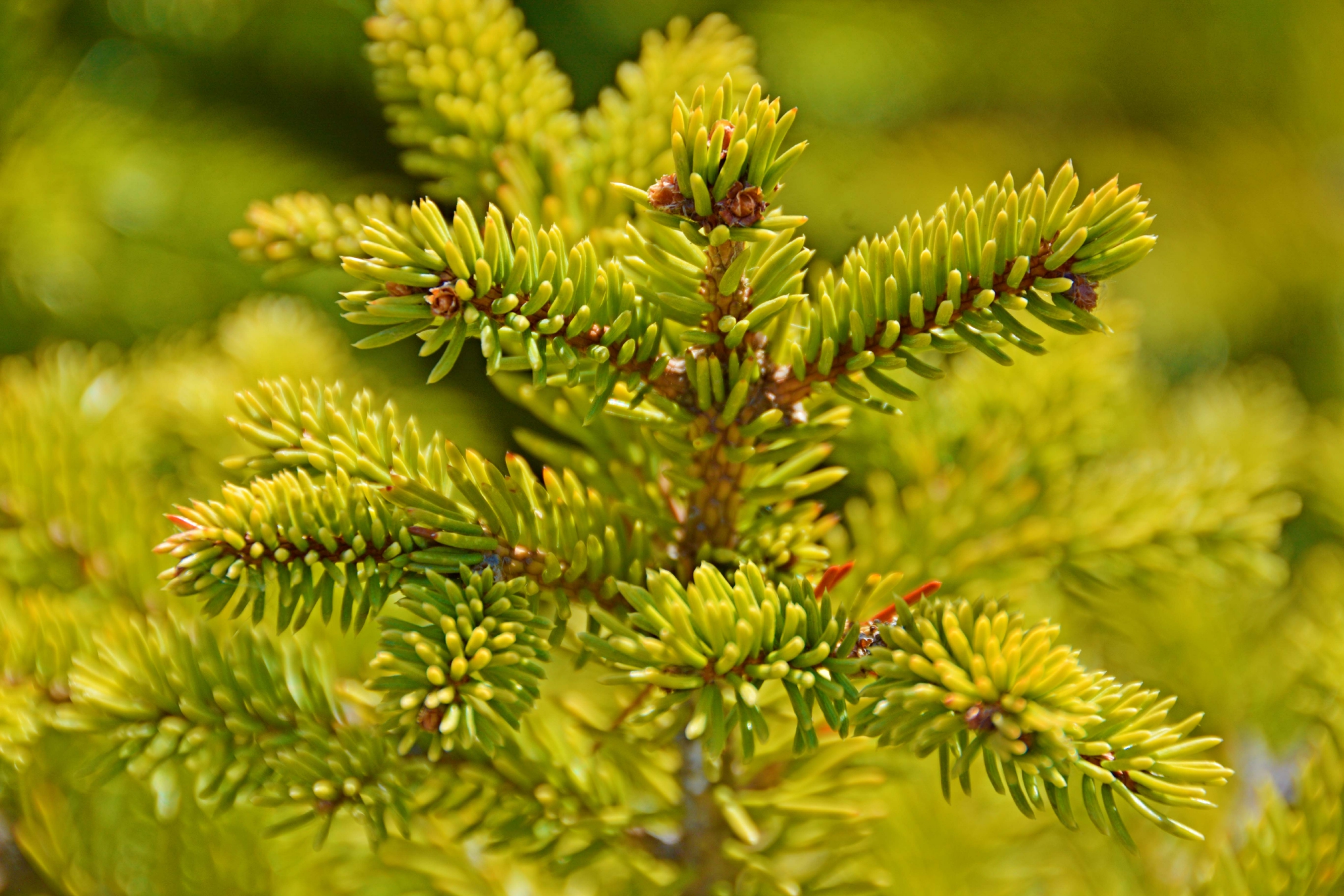 云杉的嫩枝叶,原创拍摄