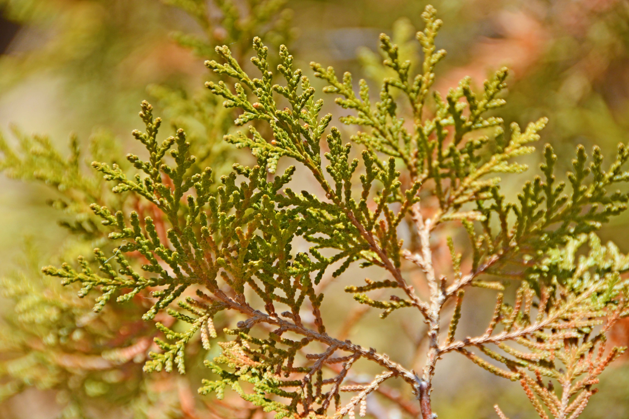 侧柏叶片,原创拍摄__财经头条
