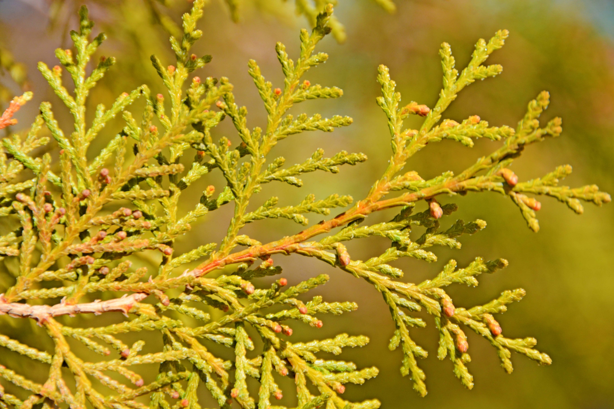 侧柏叶片,原创拍摄__财经头条