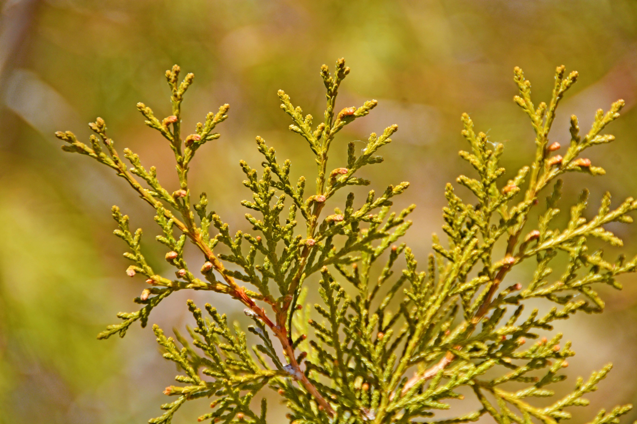 侧柏叶片,原创拍摄__财经头条