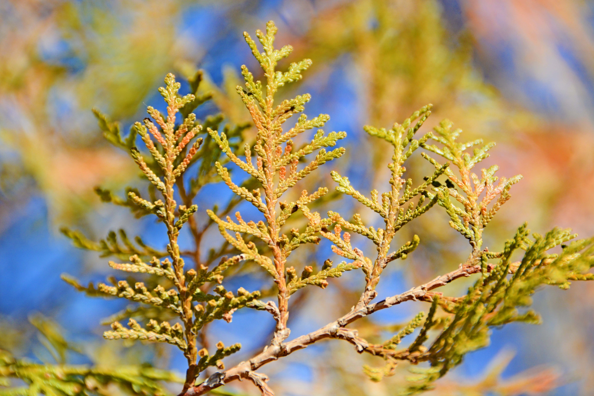 侧柏叶片,原创拍摄__财经头条