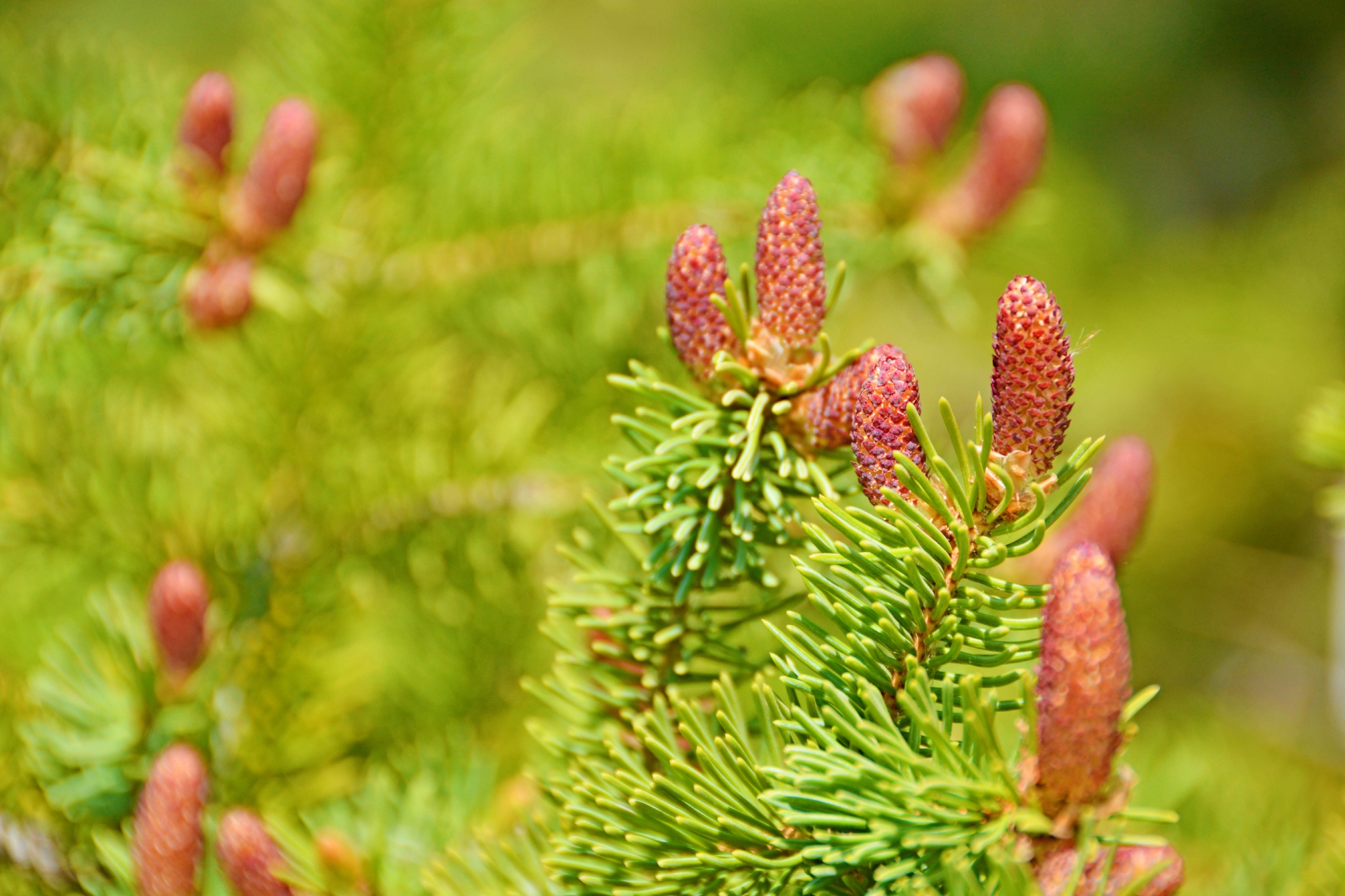 云杉满是花粉的花 原创拍摄 云杉 花粉 原创 新浪新闻 云杉满是花粉的花 原创拍摄 云杉 花粉 原创 新浪新闻