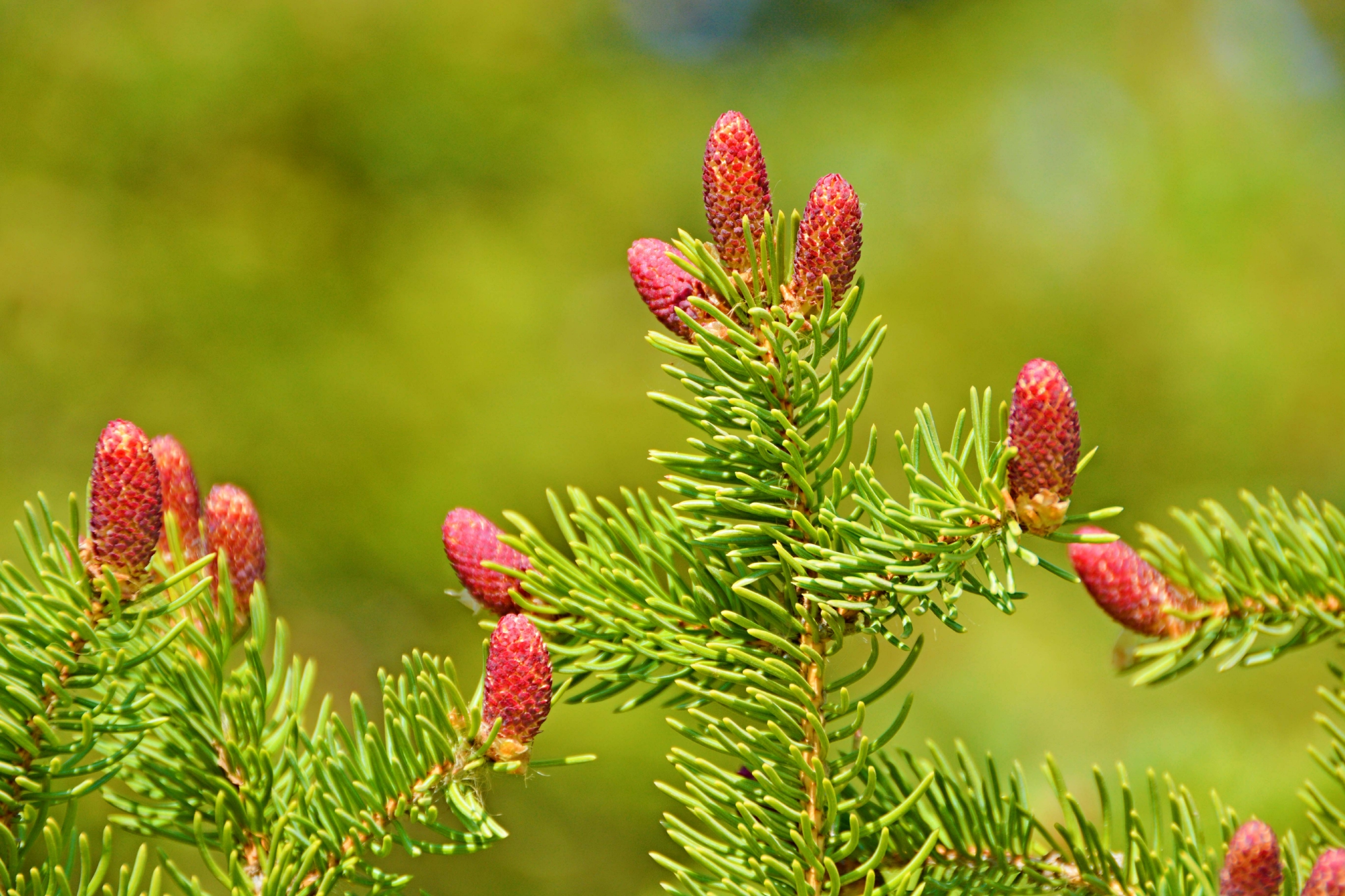云杉满是花粉的花 原创拍摄 云杉 花粉 原创 新浪新闻 云杉满是花粉的花 原创拍摄 云杉 花粉 原创 新浪新闻